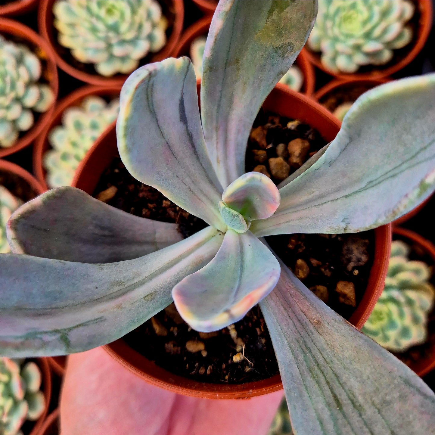 Pachyveria "Pampoteus" variegada