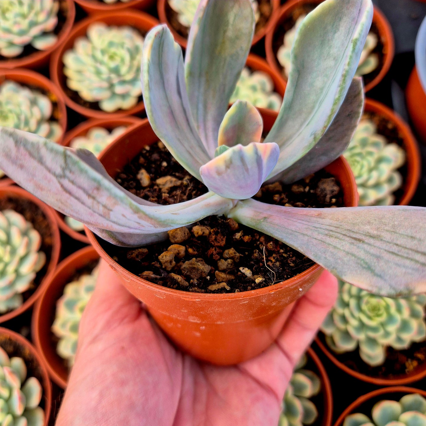 Pachyveria "Pampoteus" variegada