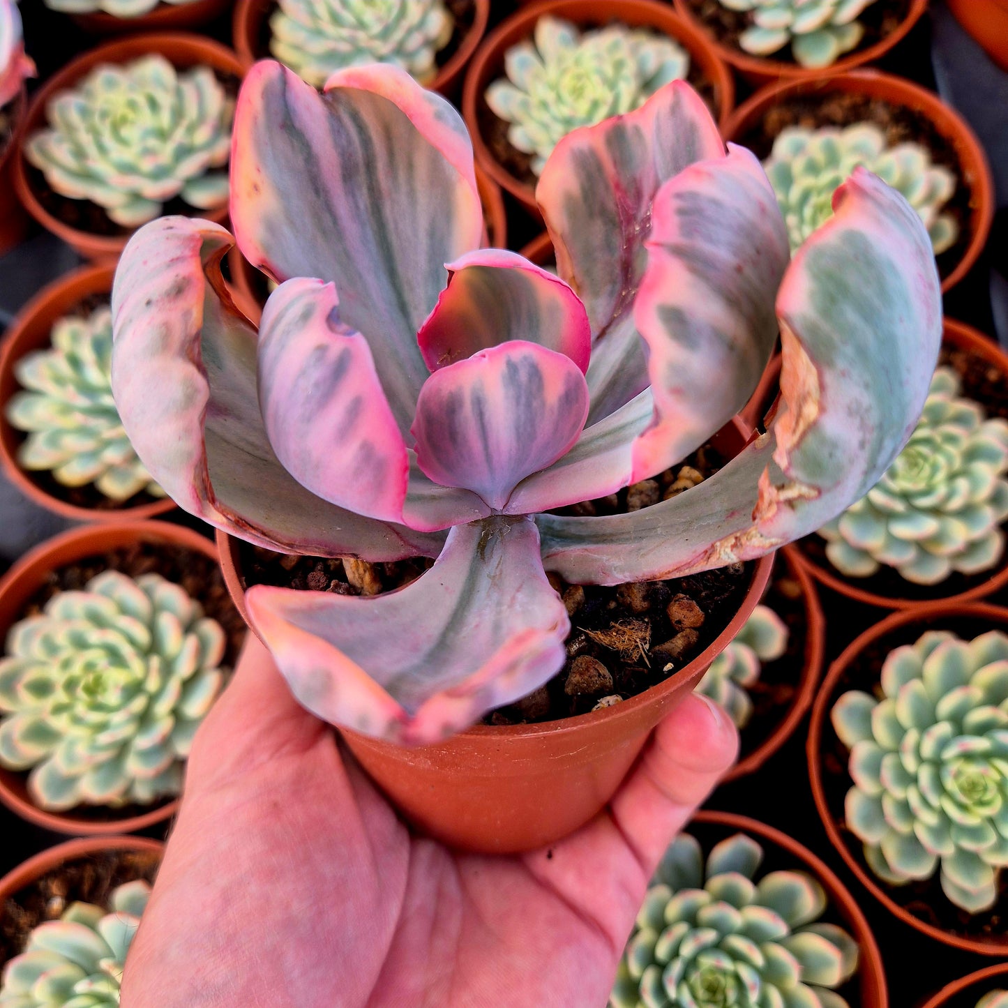 Echeveria "Pink Angel" variegada