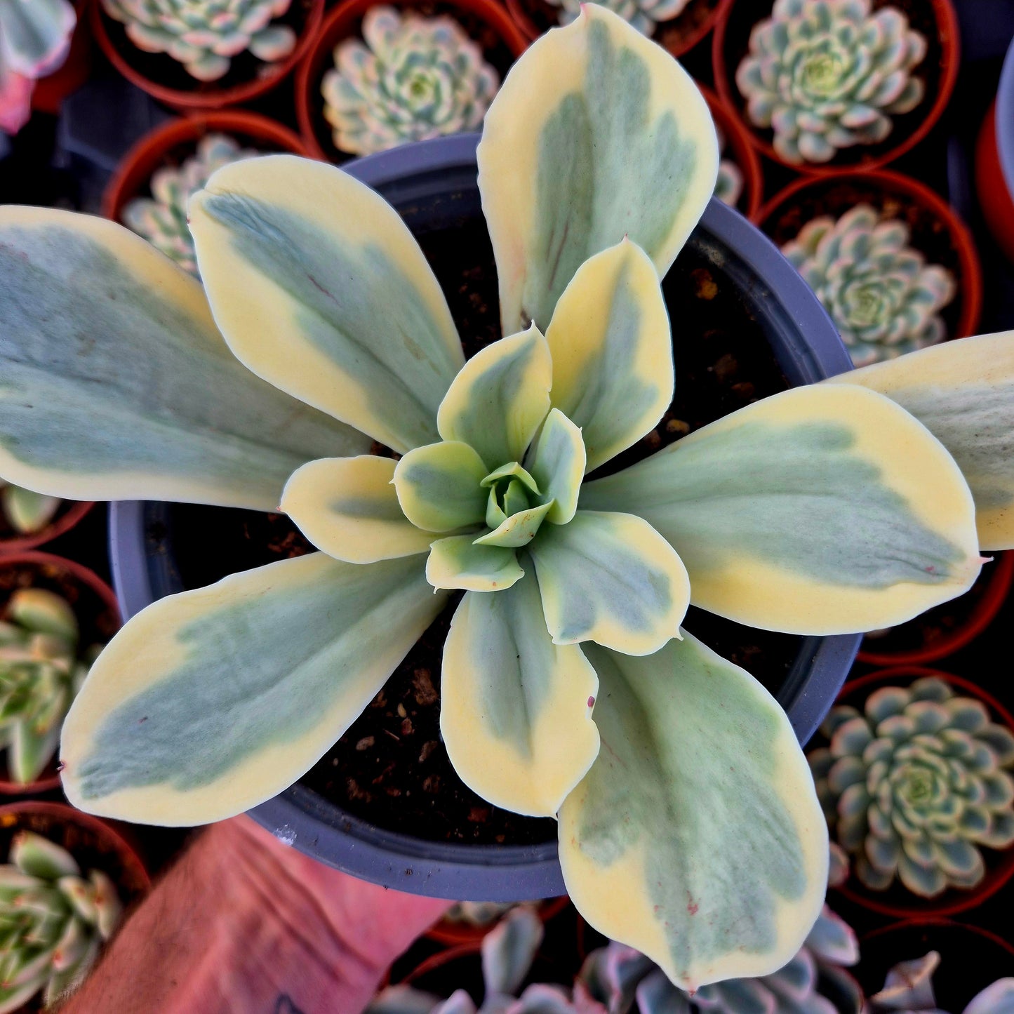 Echeveria "Japon Moon River" variegada