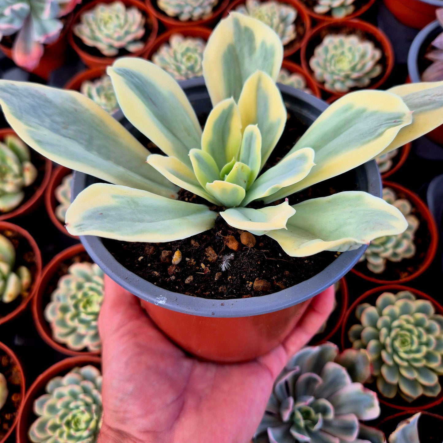 Echeveria "Japon Moon River" variegada