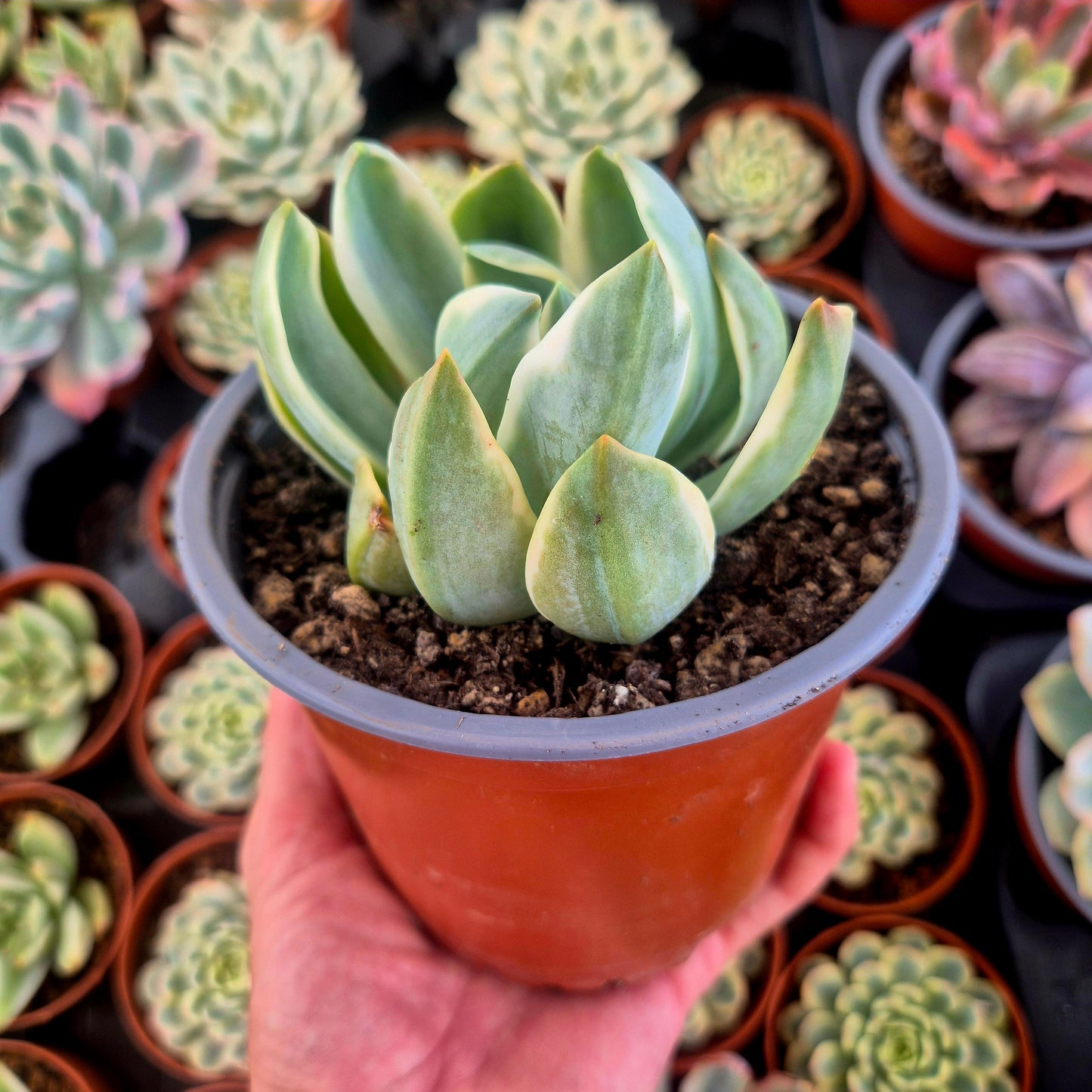 Graptoveria "Fred Ives" variegada