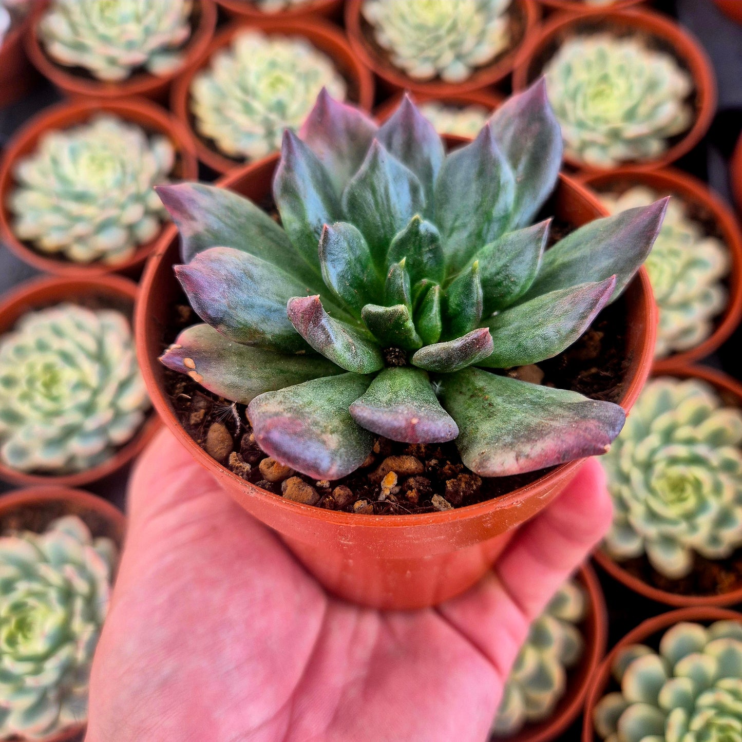 Echeveria "Army Prince" variegada