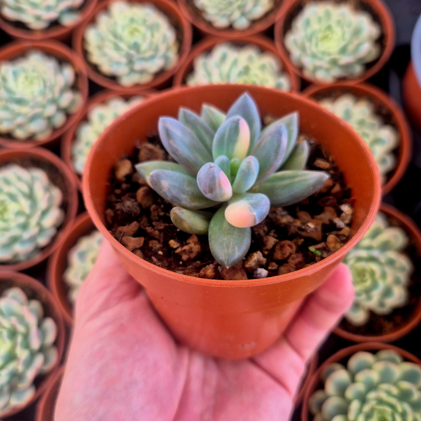 Sedeveria "Blue Mist" variegada