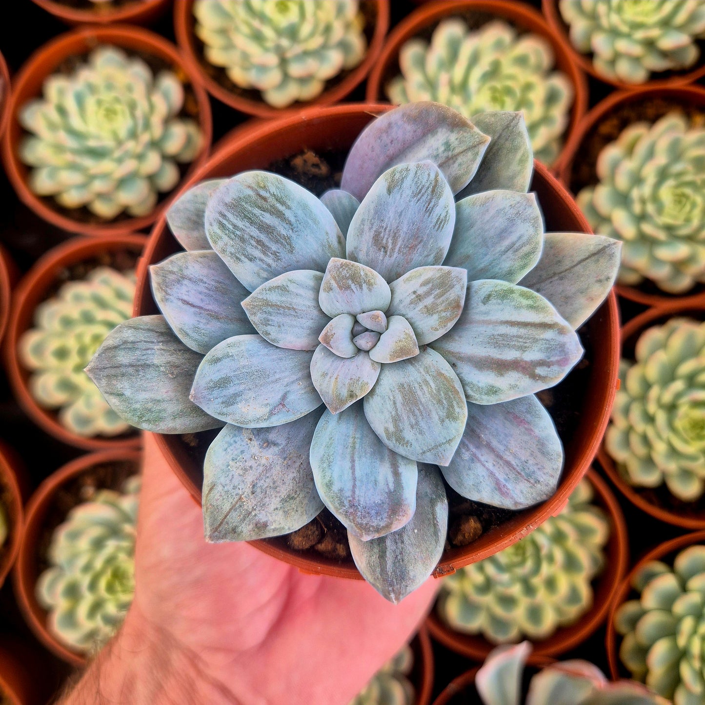 Graptopetalum "Silverbum" variegado