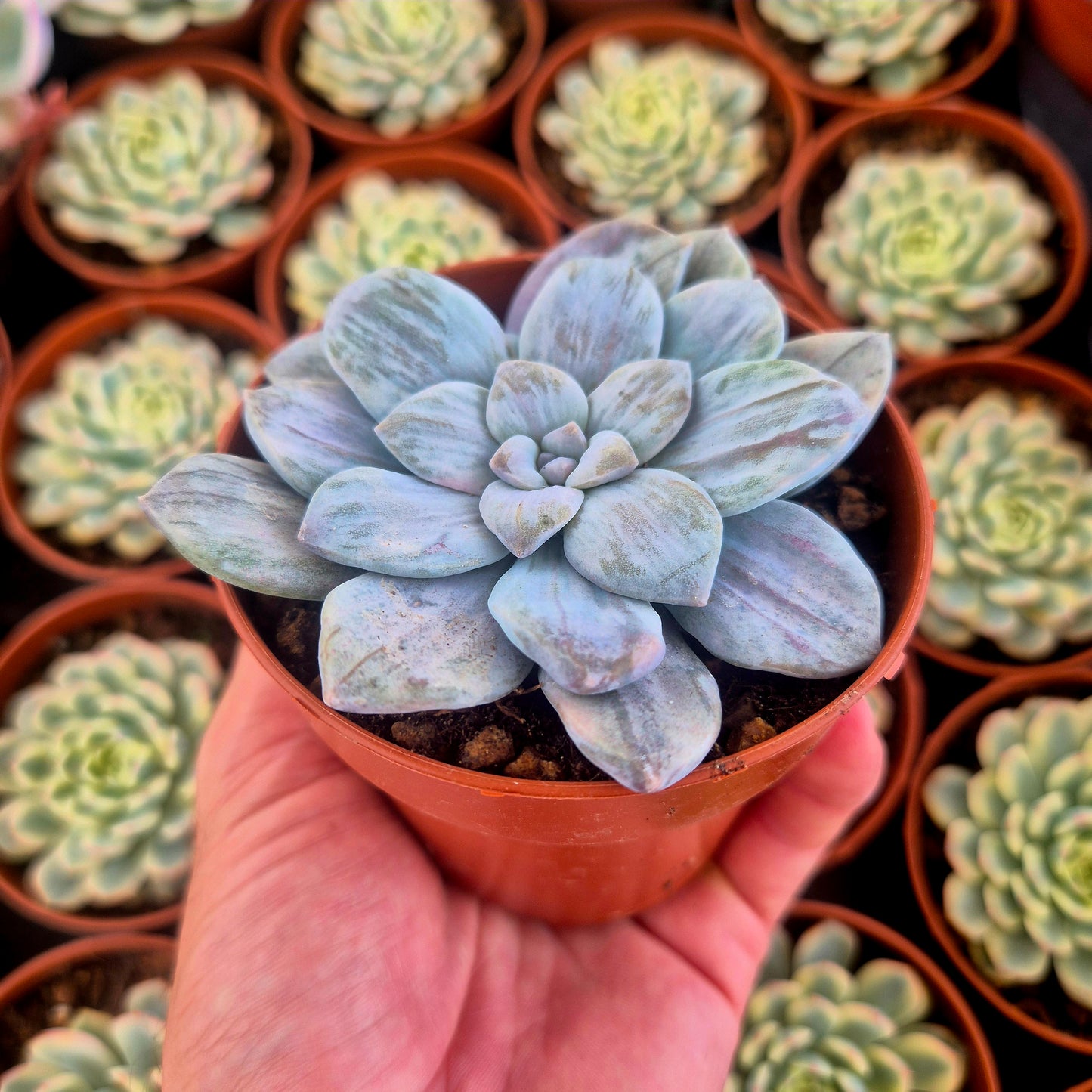 Graptopetalum "Silverbum" variegado