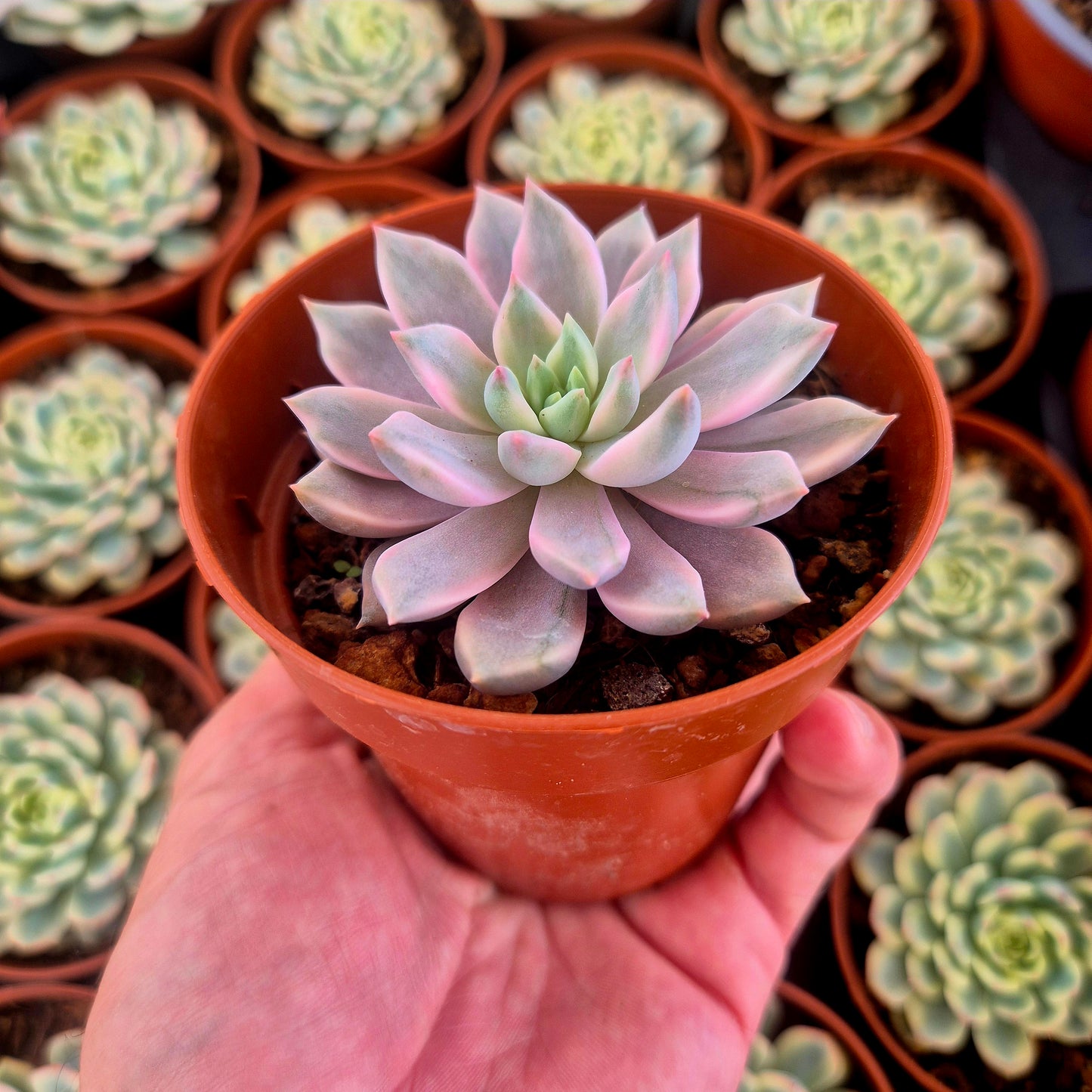 Graptoveria "Red Diamond" variegada