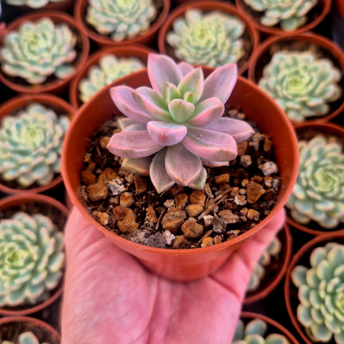 Graptosedum "Bronze" variegado