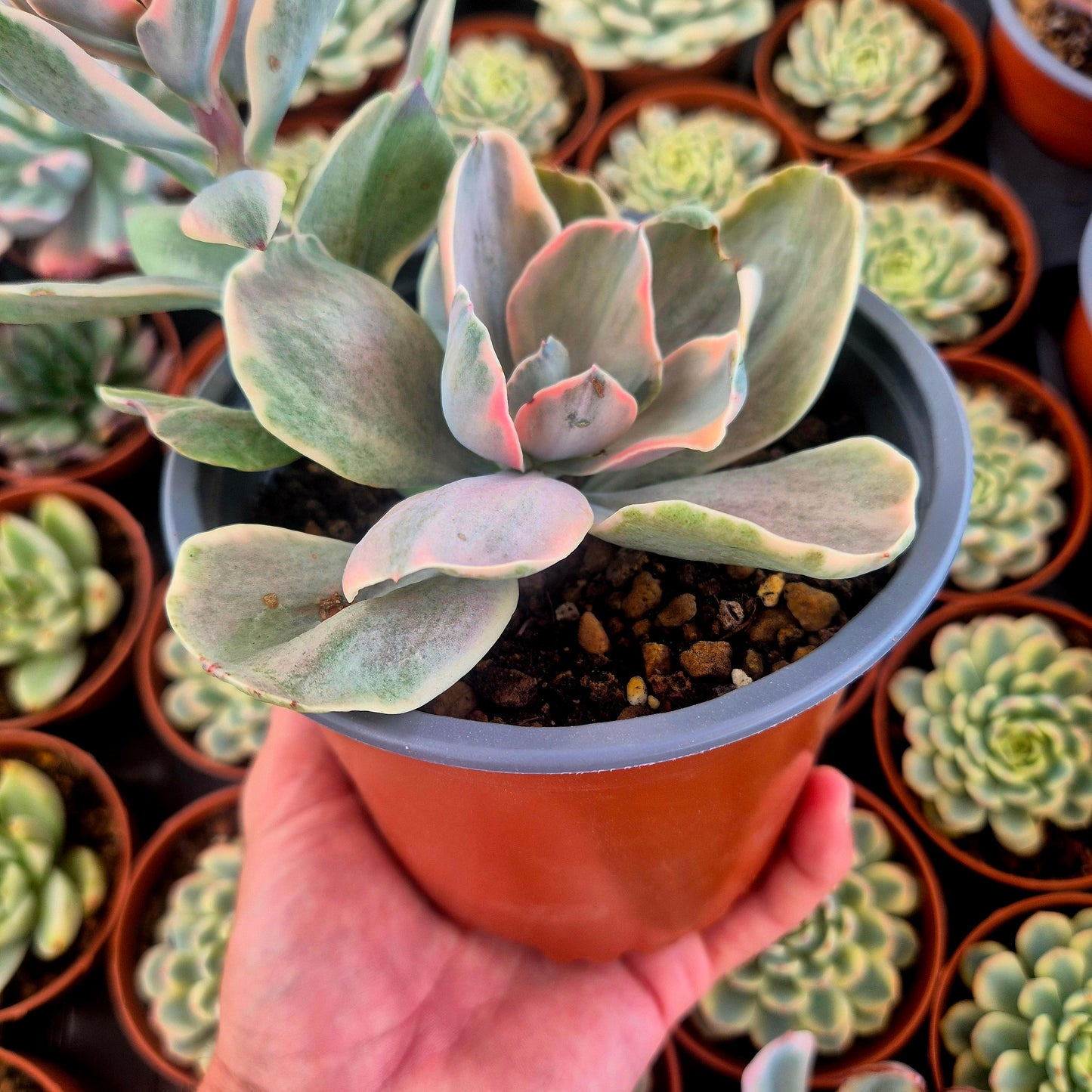 Echeveria "Decora" variegada