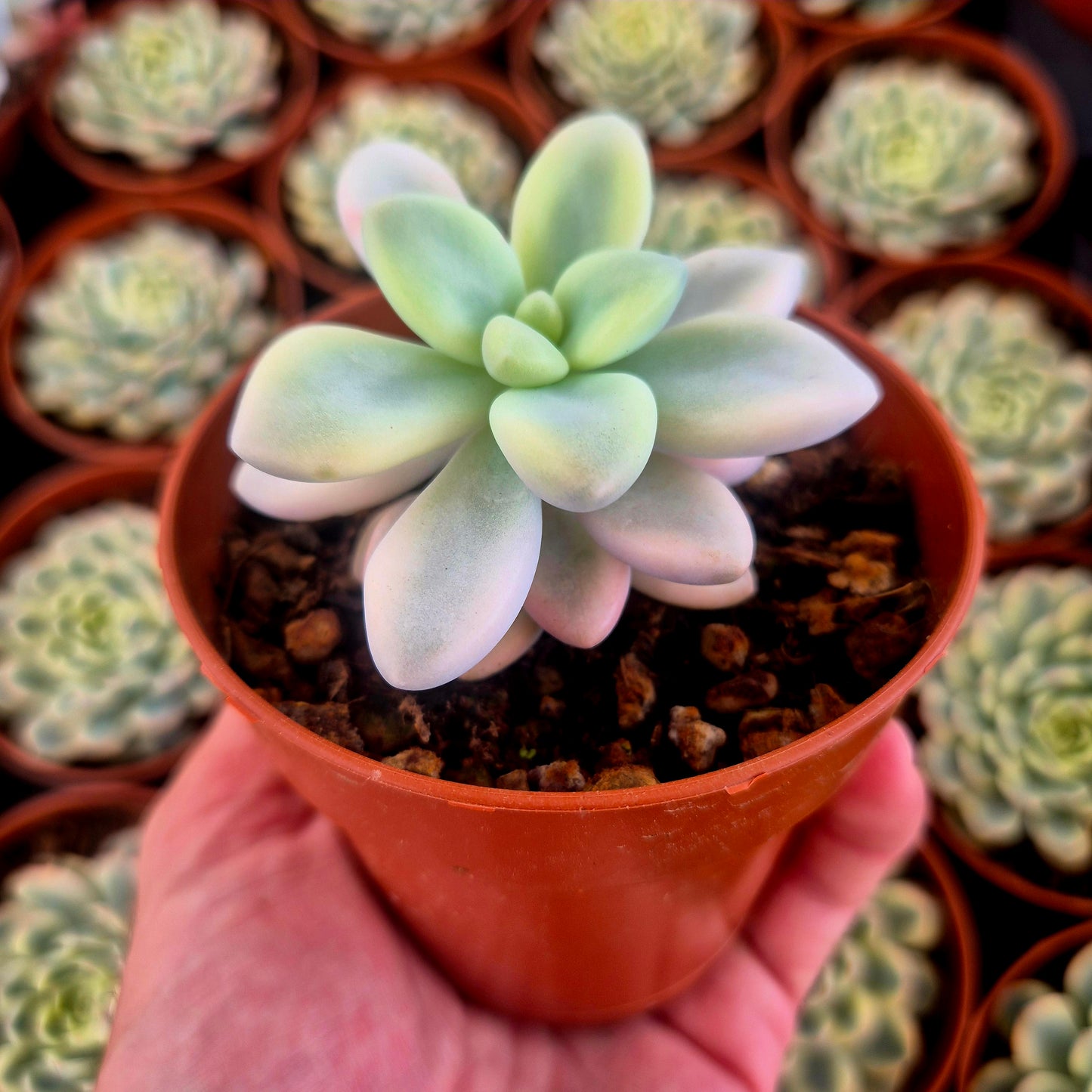 Graptosedum "Ellen" variegado