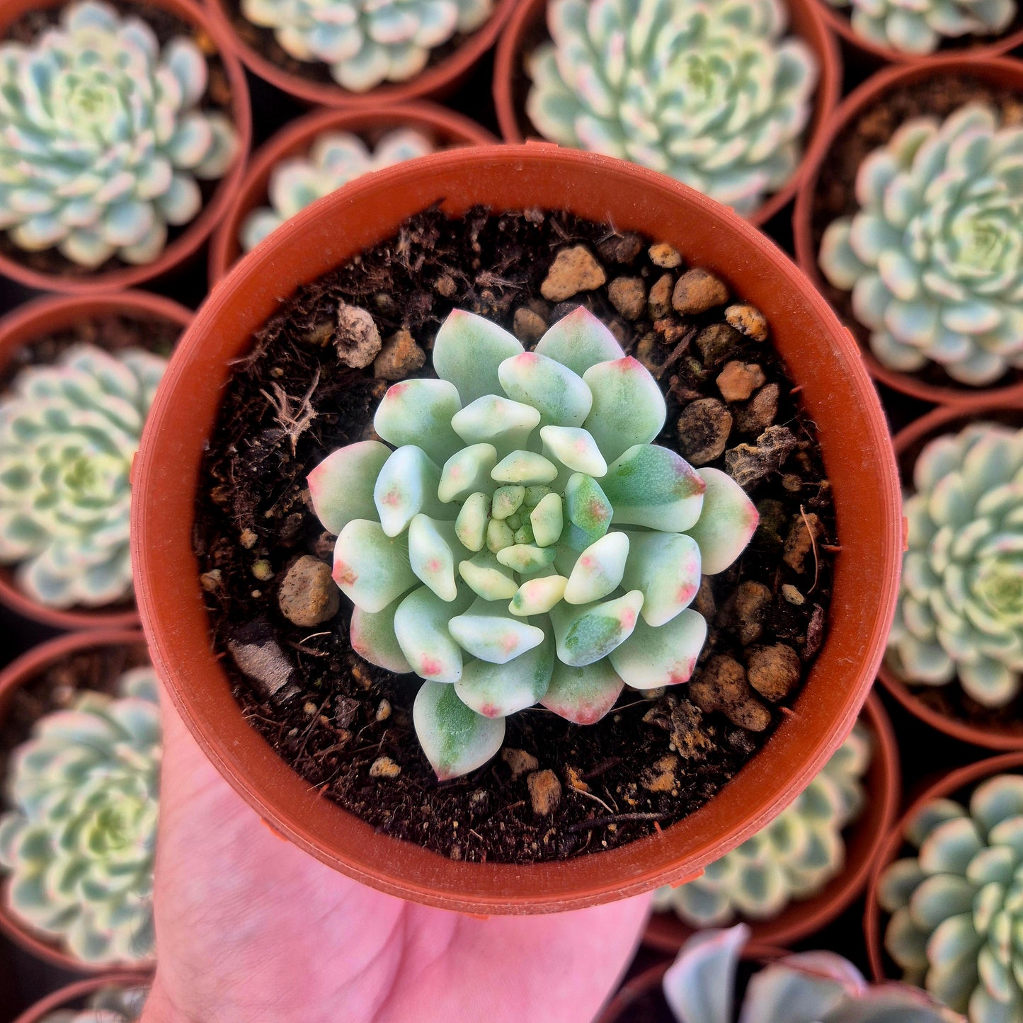 Sedeveria "Blue Elf" variegada