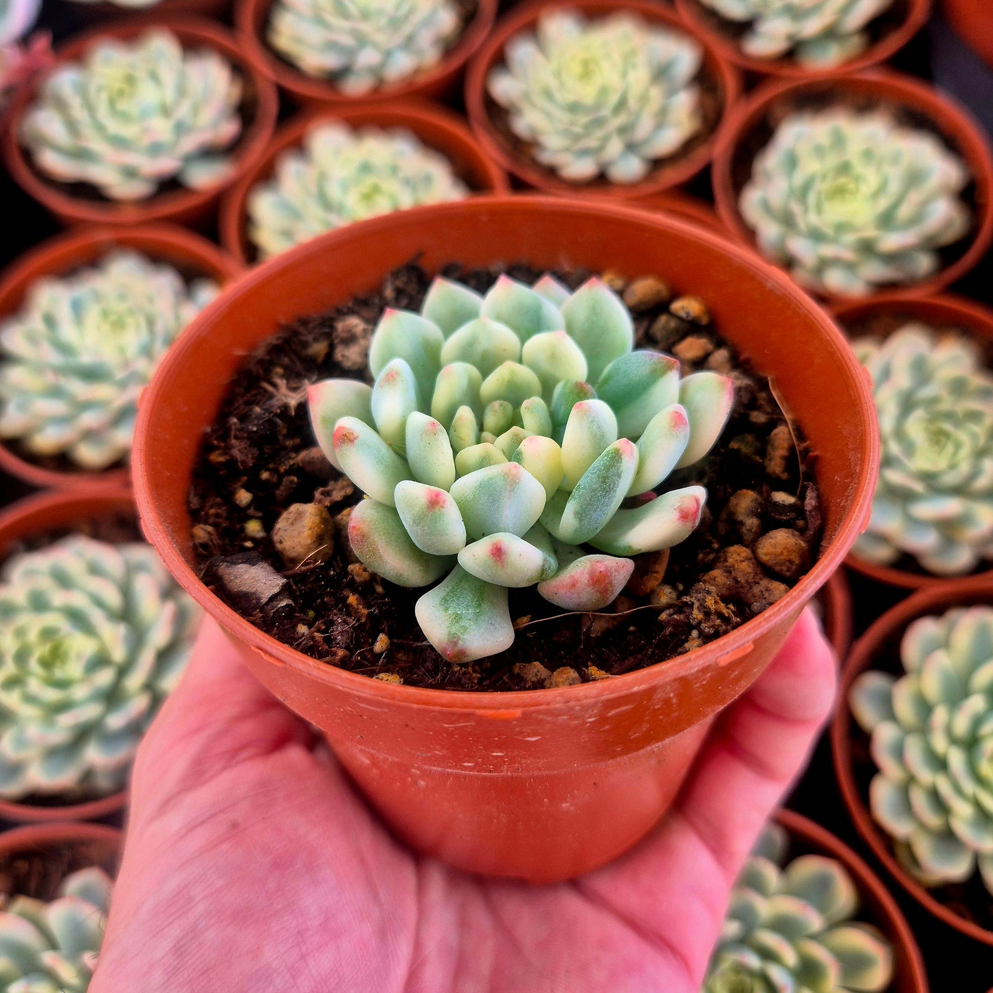 Sedeveria "Blue Elf" variegada