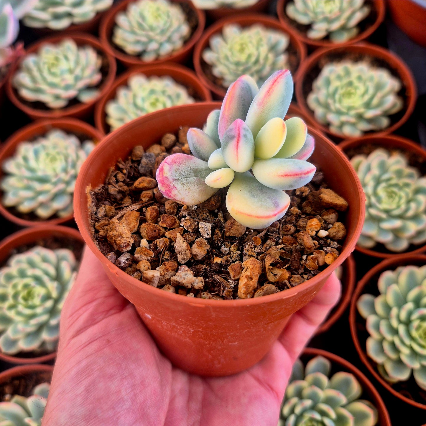 Cotyledon orbiculata var oophila variegado