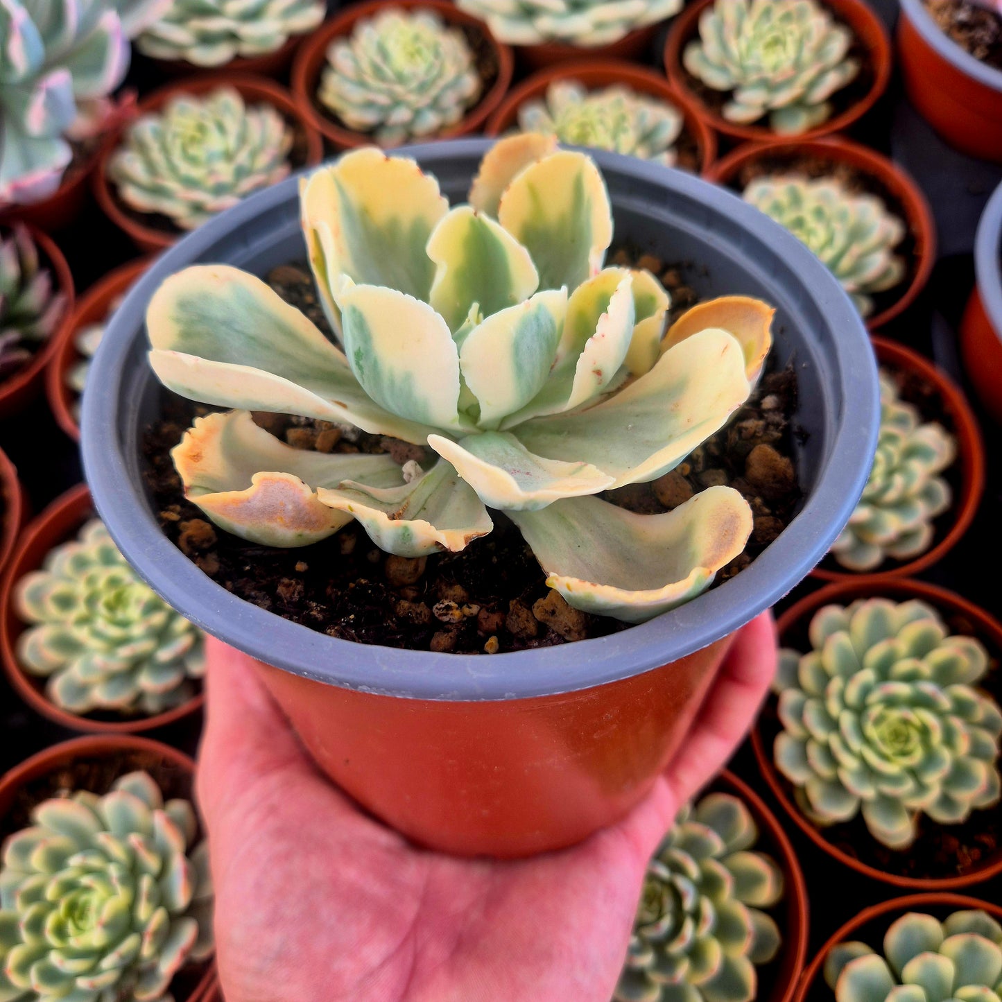 Echeveria "Chantilly White Angel" variegada
