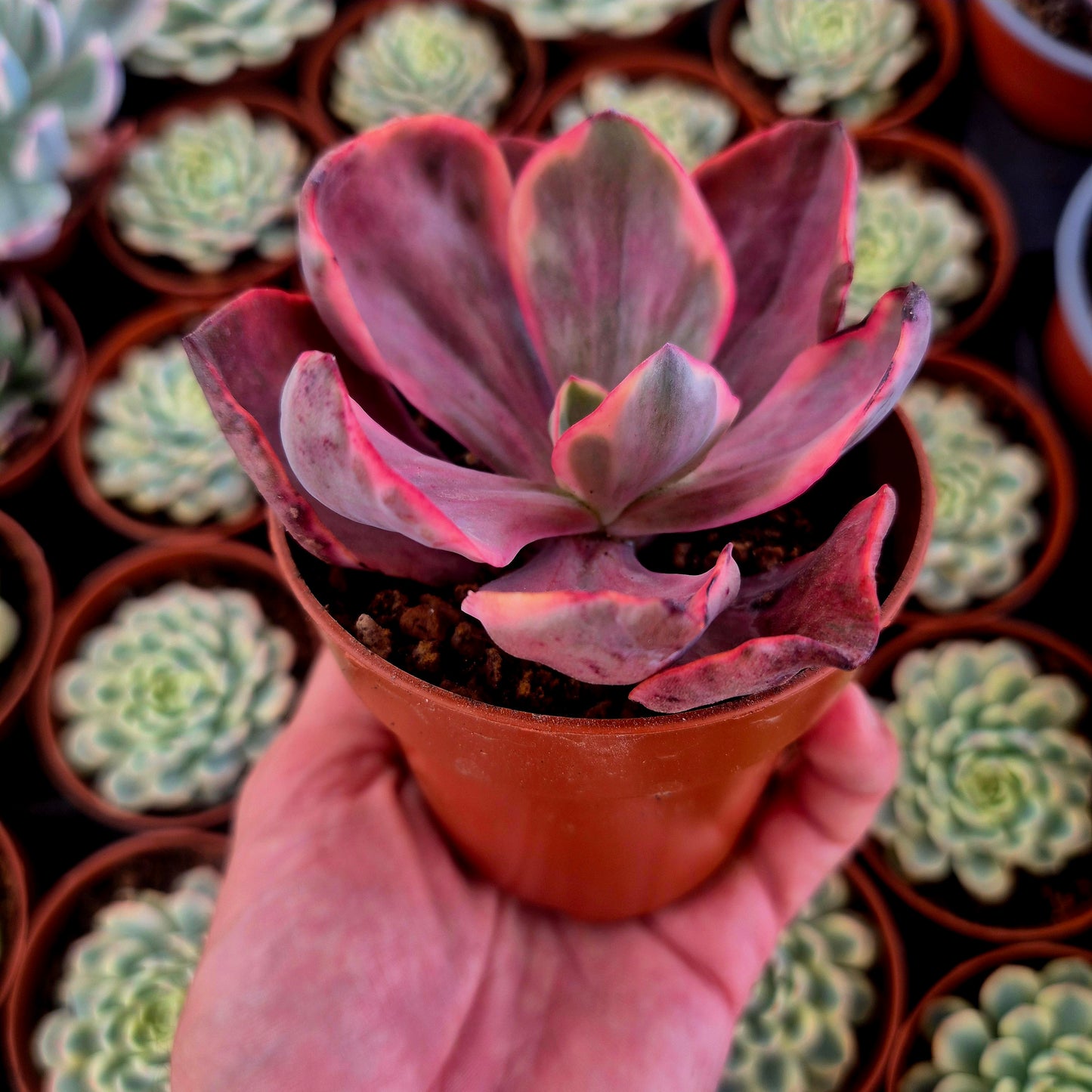 Echeveria "Golden State" variegada