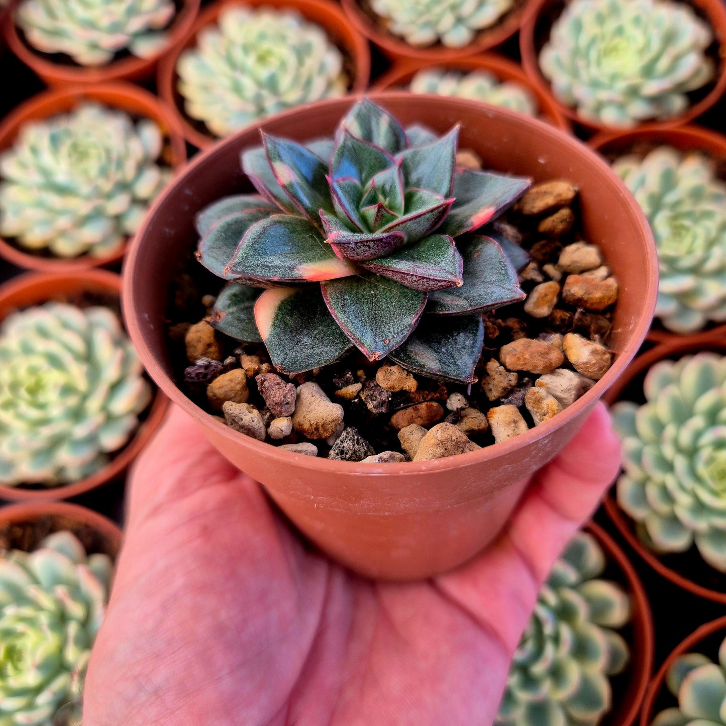 Echeveria "Monocerotis" variegada