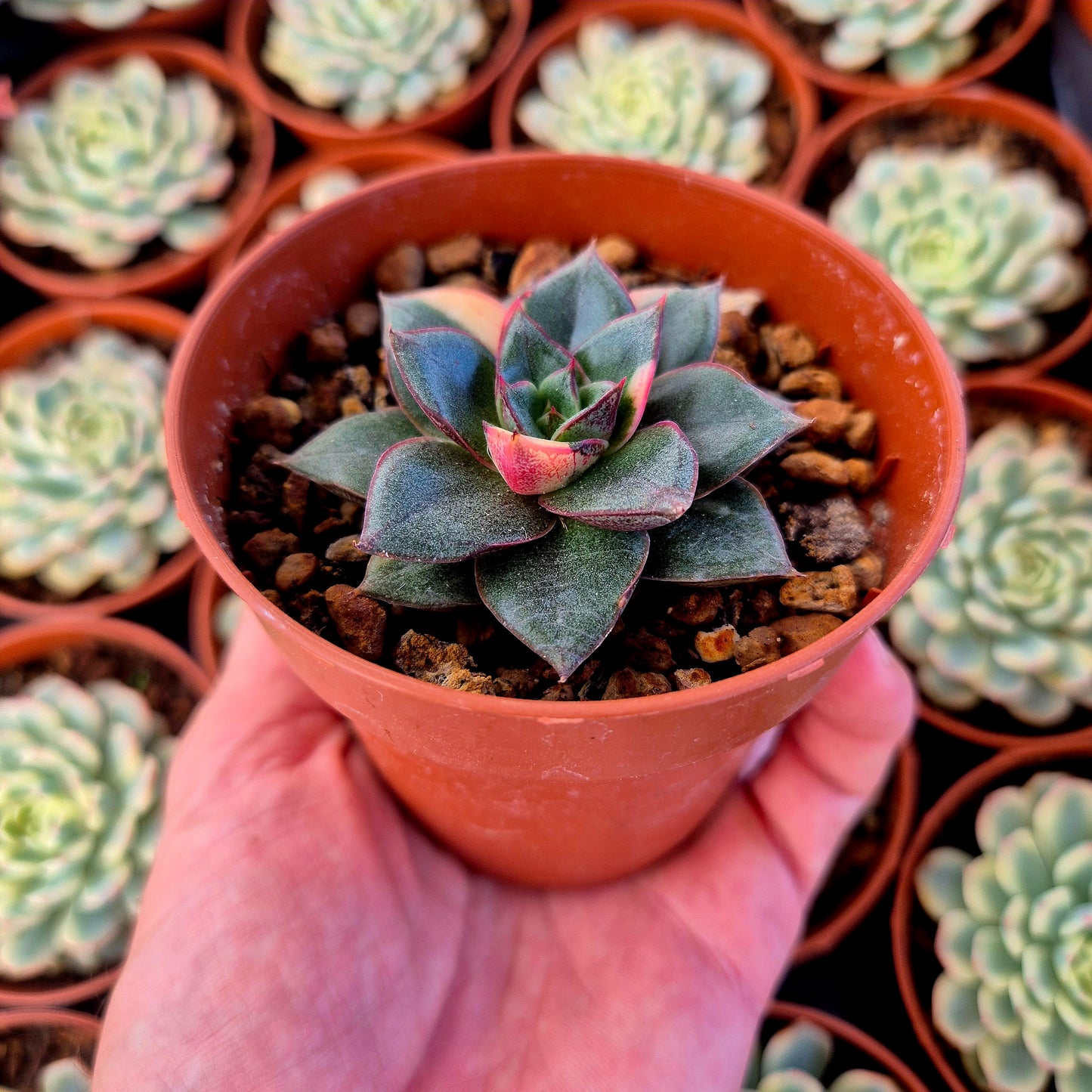 Echeveria "Monocerotis" variegada