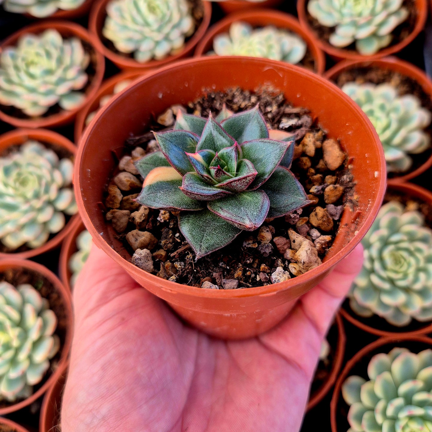 Echeveria "Monocerotis" variegada
