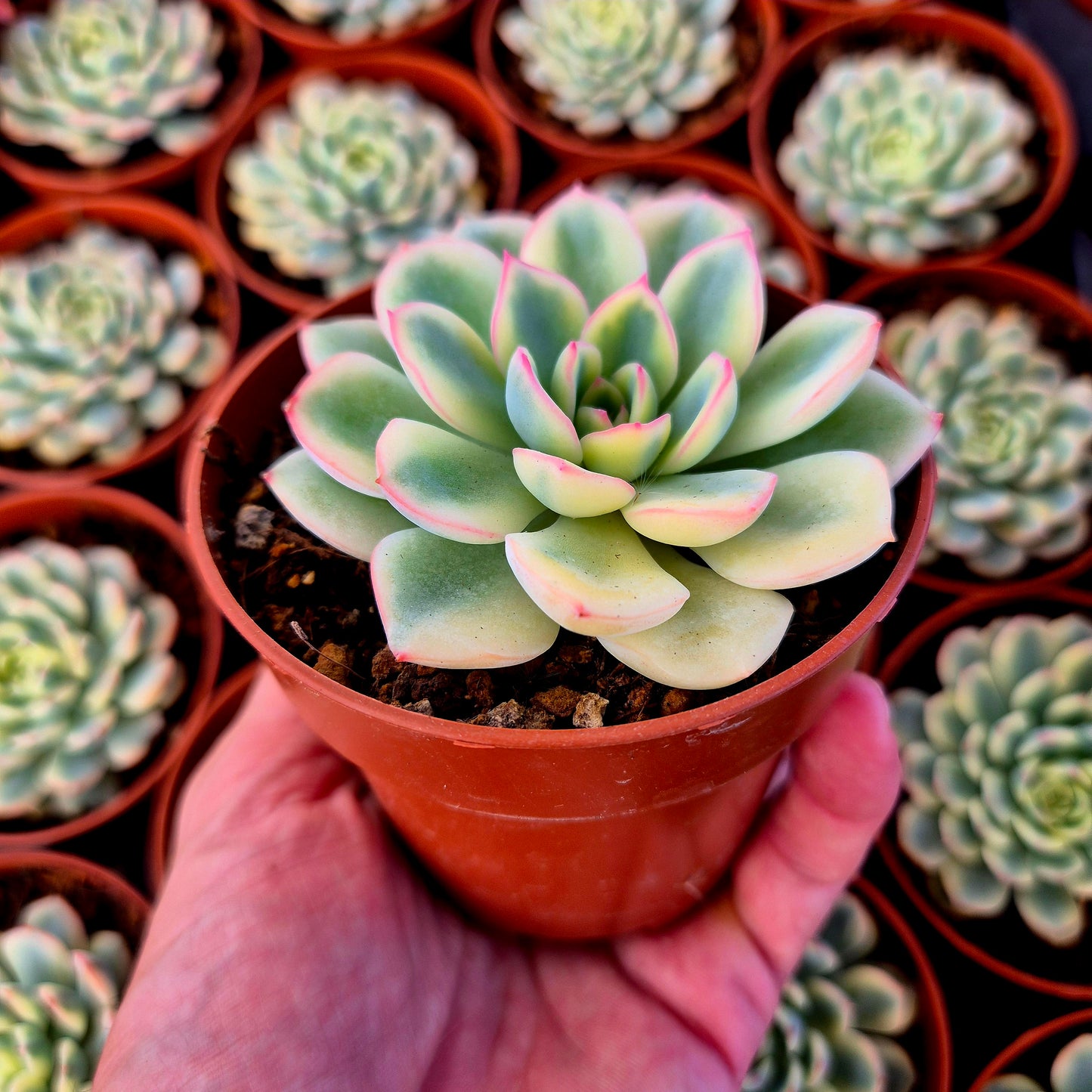 Echeveria "Pink Crystal" variegada