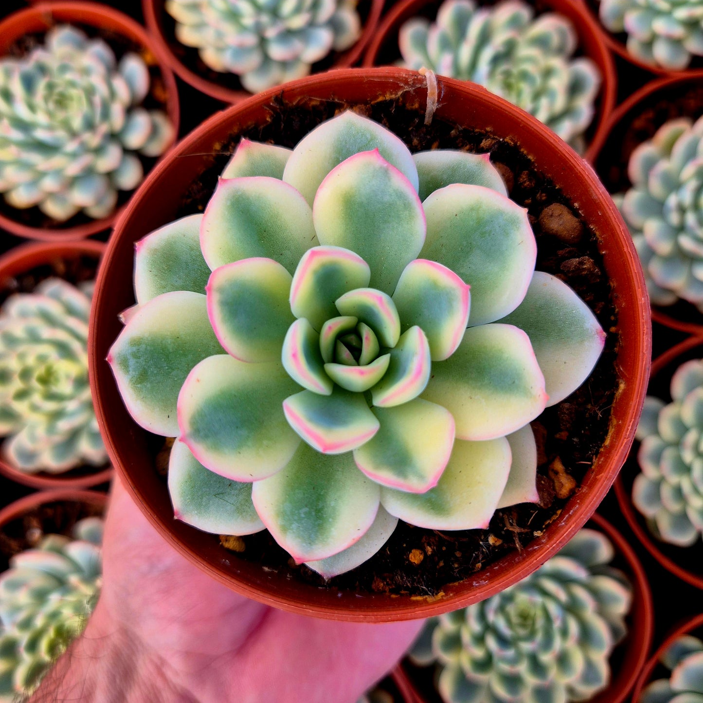 Echeveria "Pink Crystal" variegada