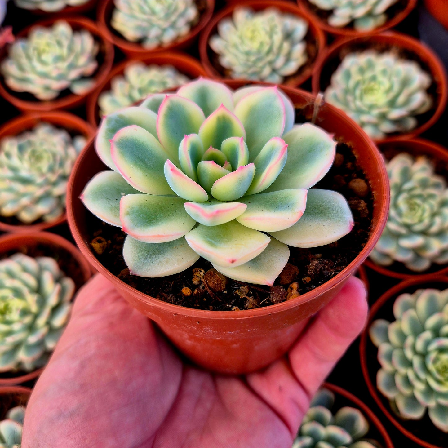 Echeveria "Pink Crystal" variegada