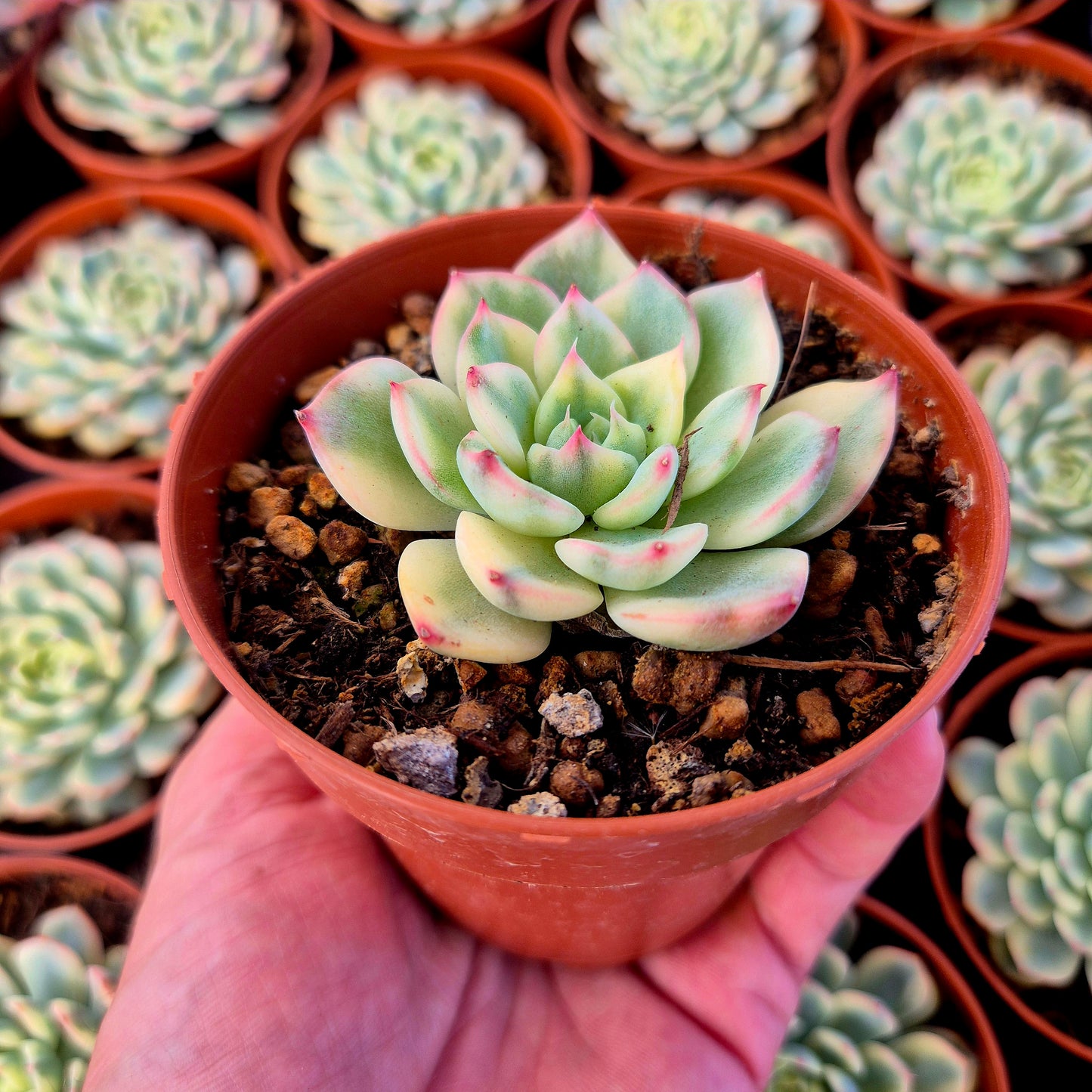 Echeveria "Tito" variegada
