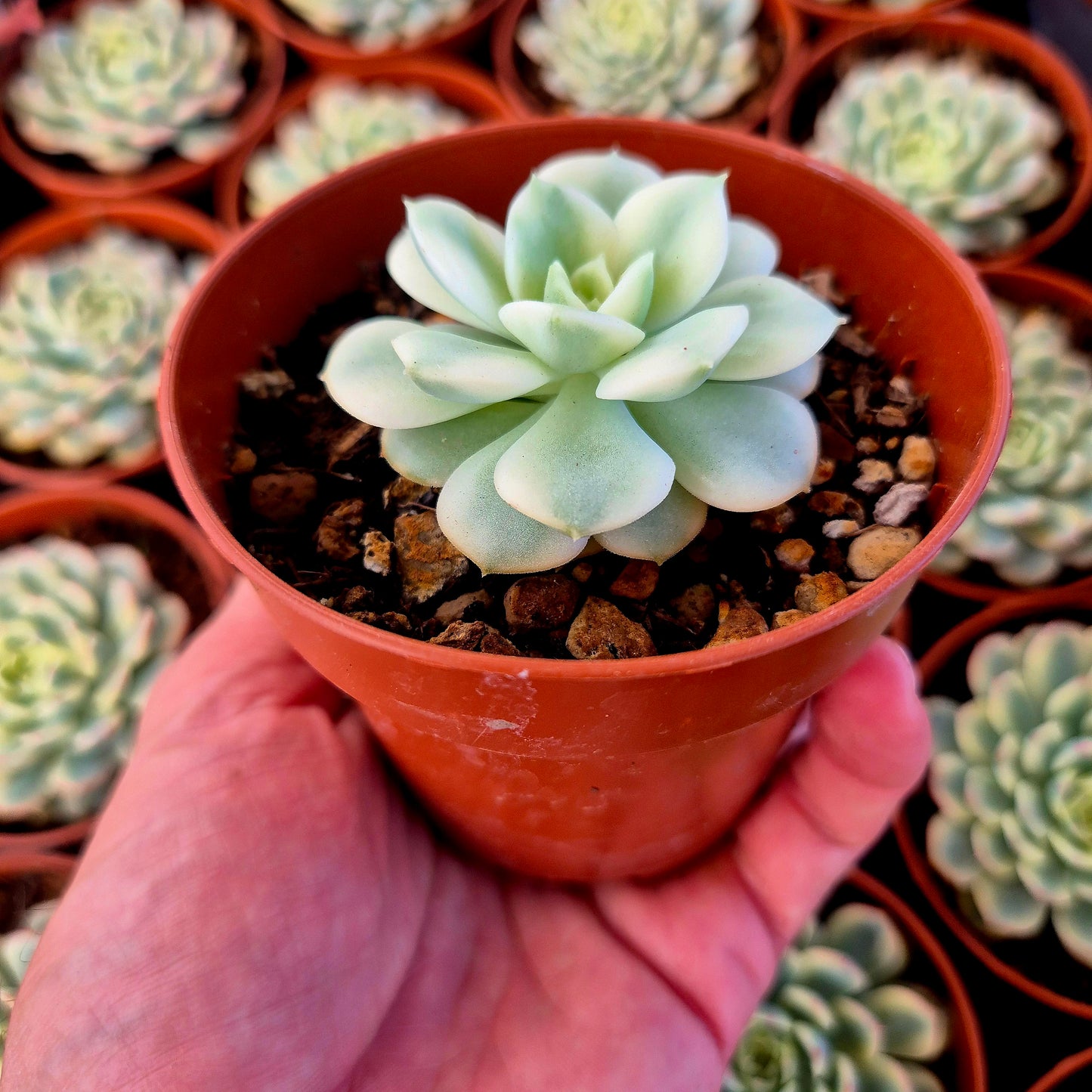 Echeveria "Nicksana" variegada