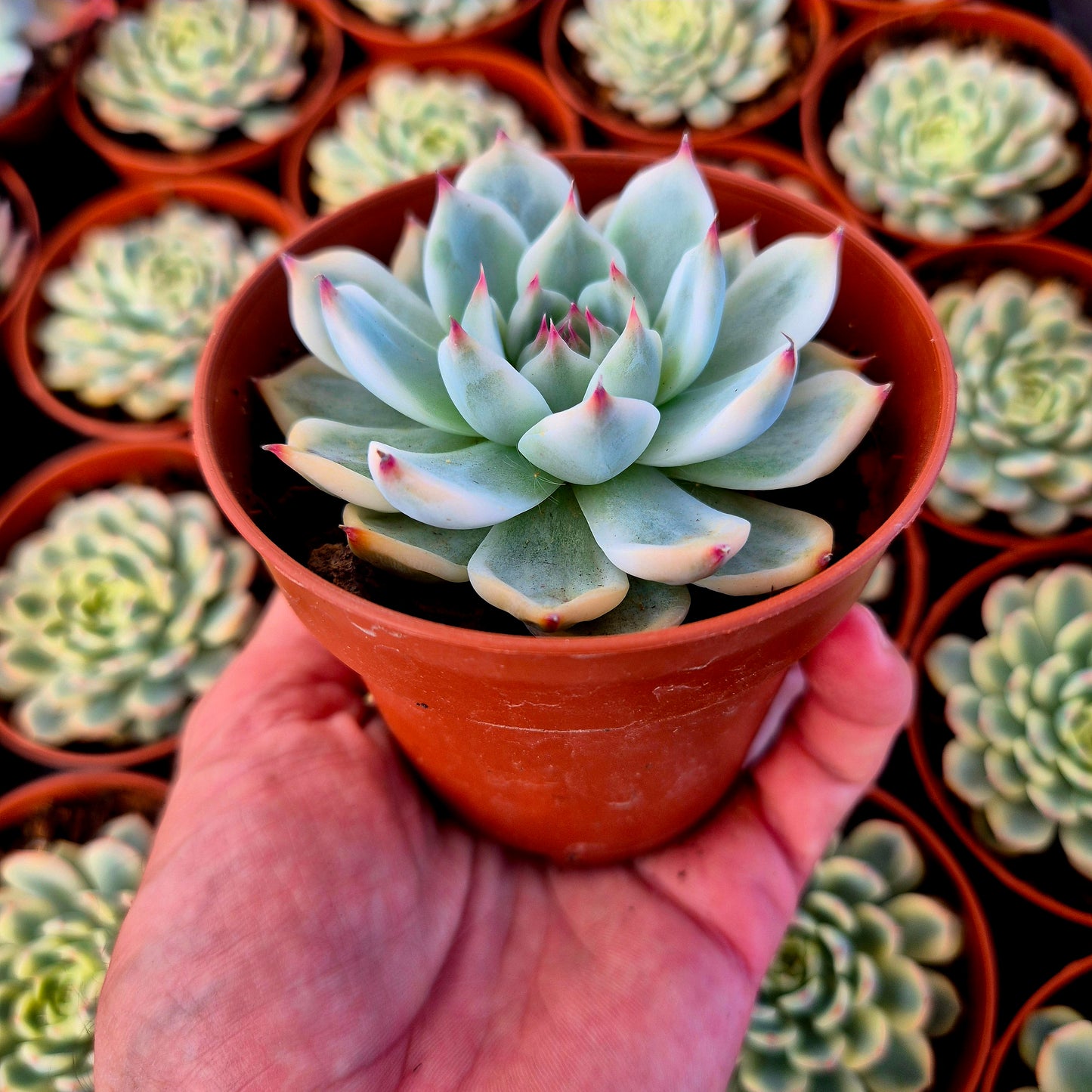 Echeveria chihuahuensis variegada