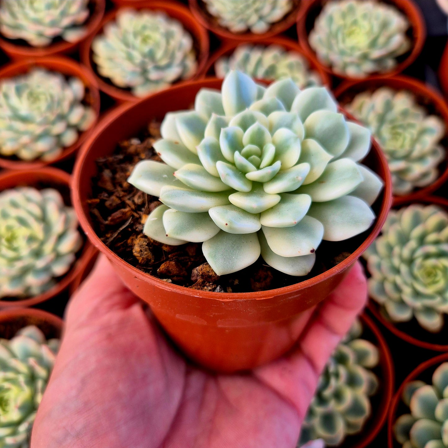 Sedeveria "White Ruby" variegada