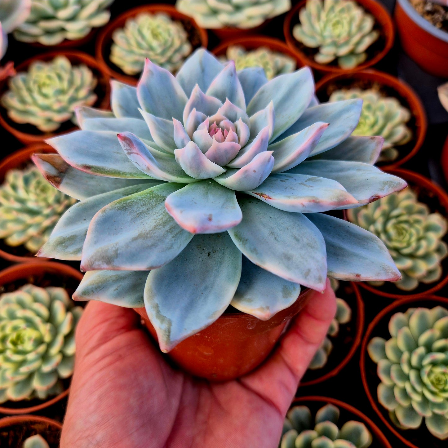 Echeveria "Blue Bird" variegada
