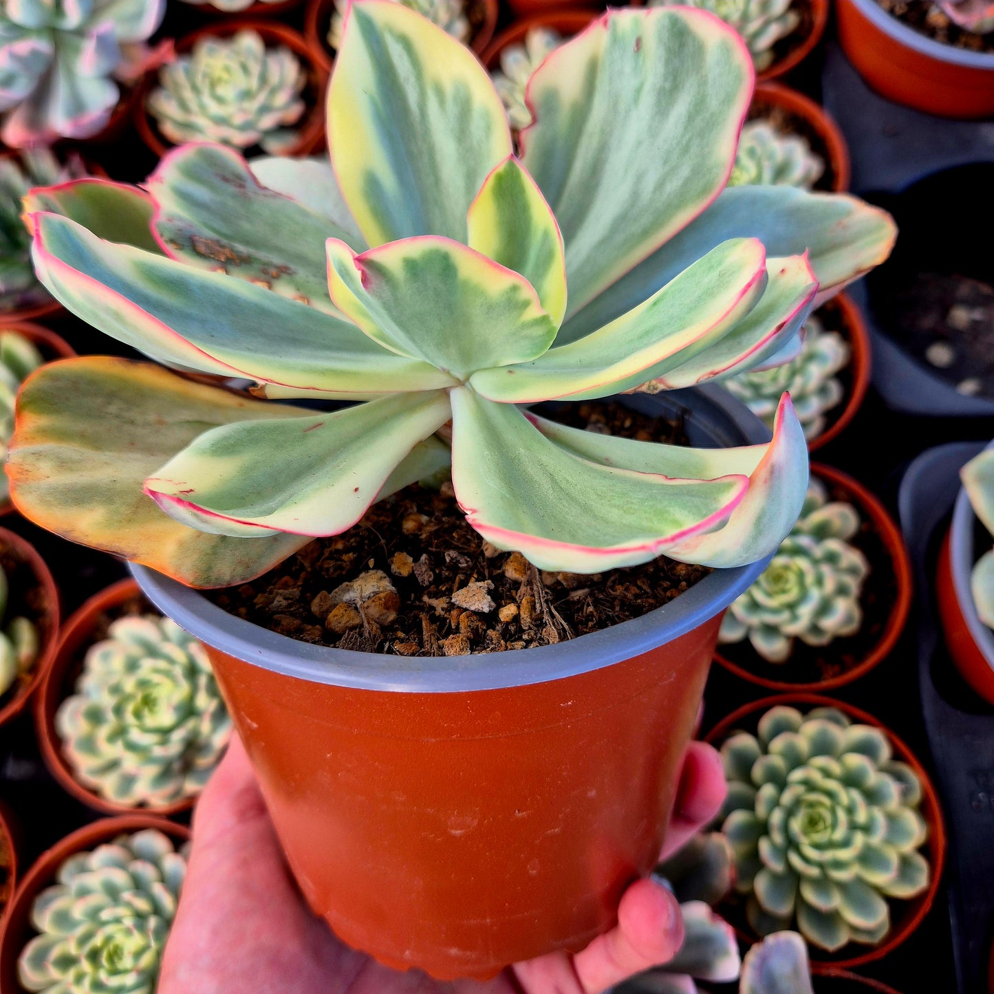 Echeveria "Xiyan" variegada