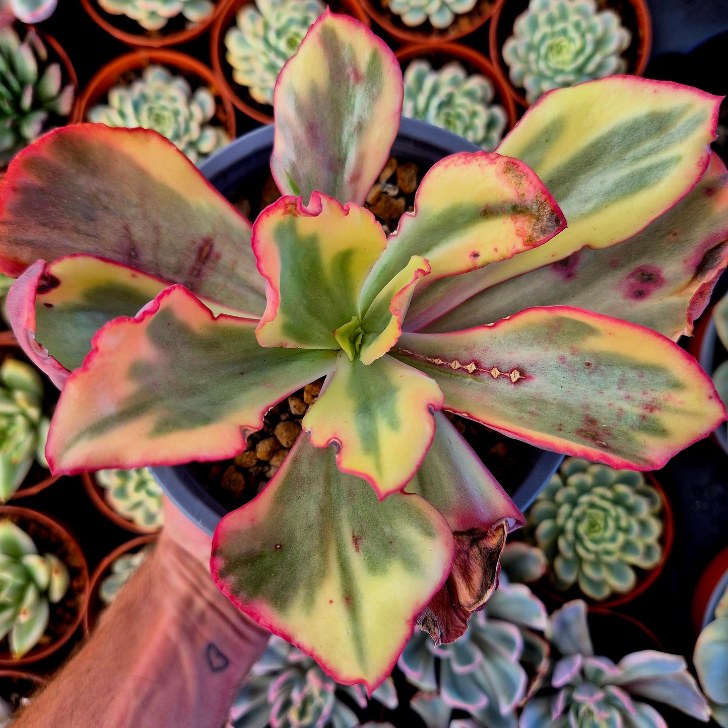 Echeveria "Flamingo" variegada