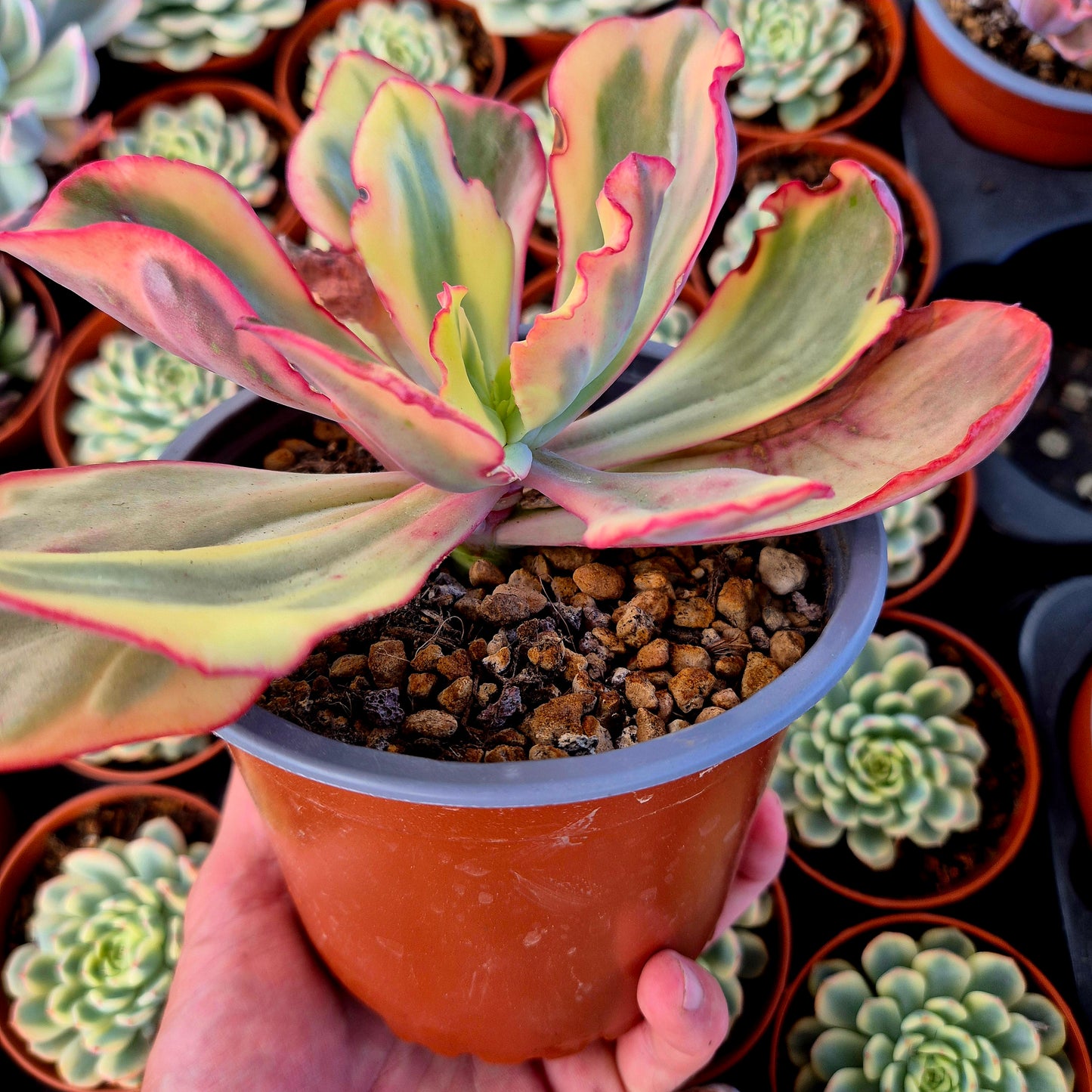Echeveria "Flamingo" variegada