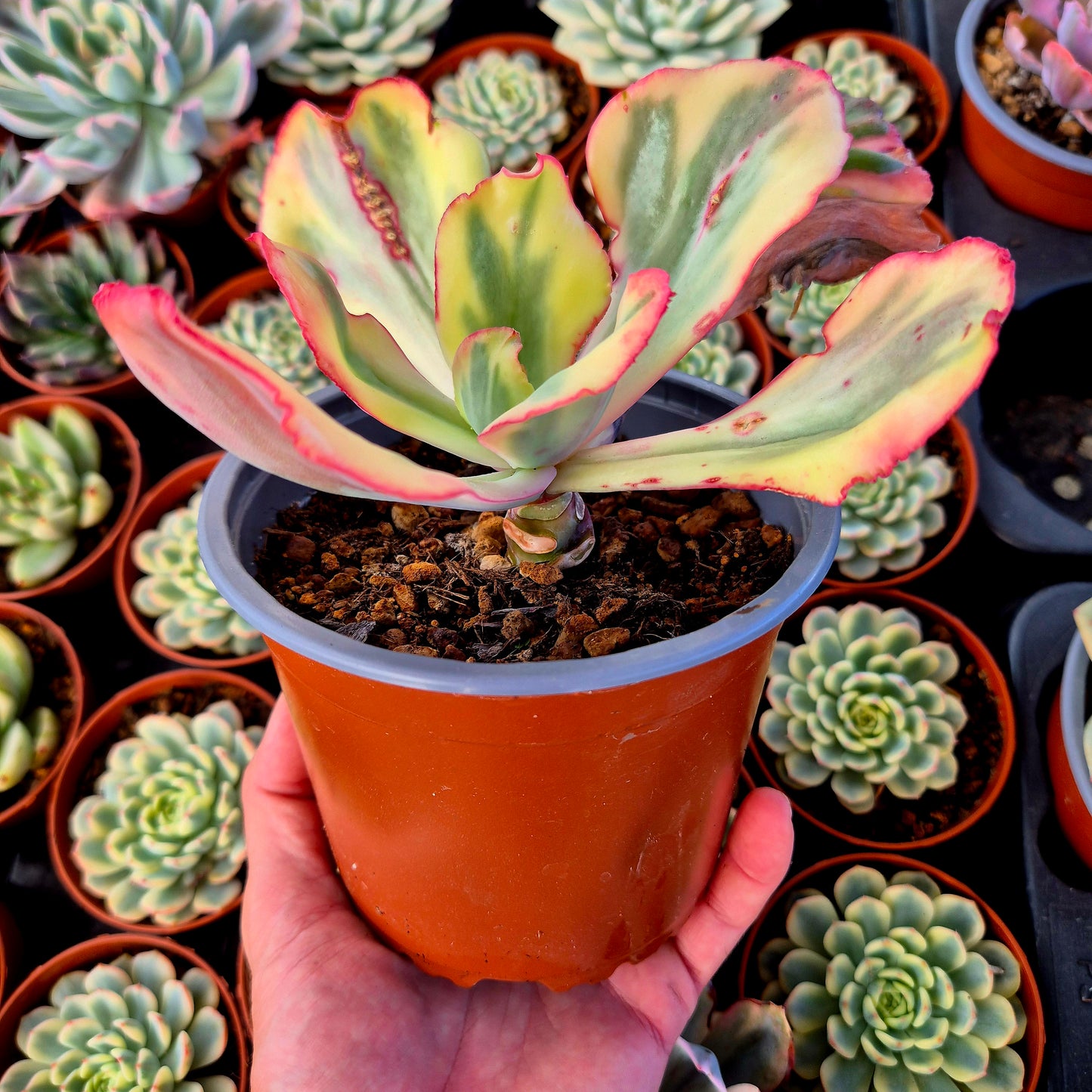 Echeveria "Flamingo" variegada