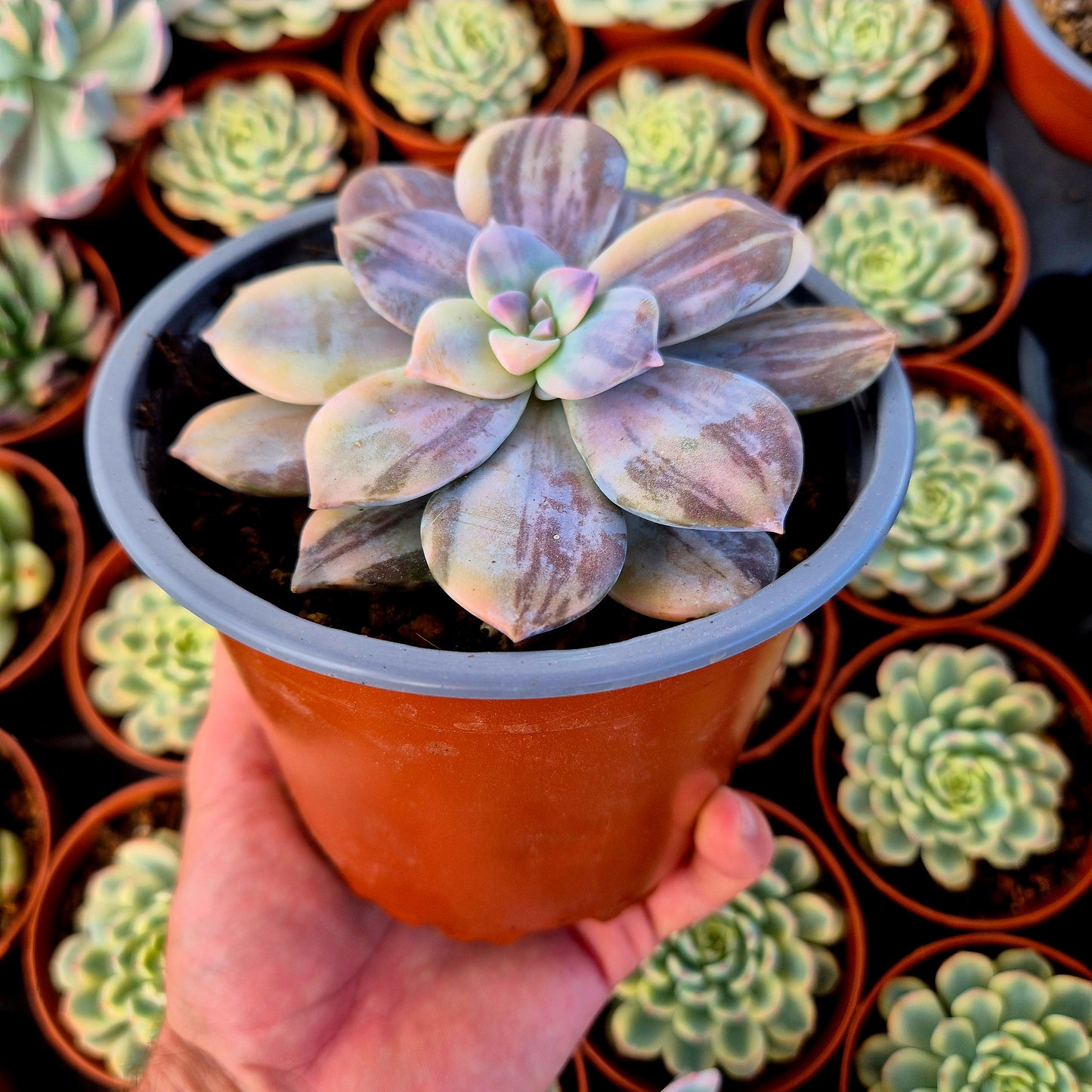 Graptopetalum superbum variegado