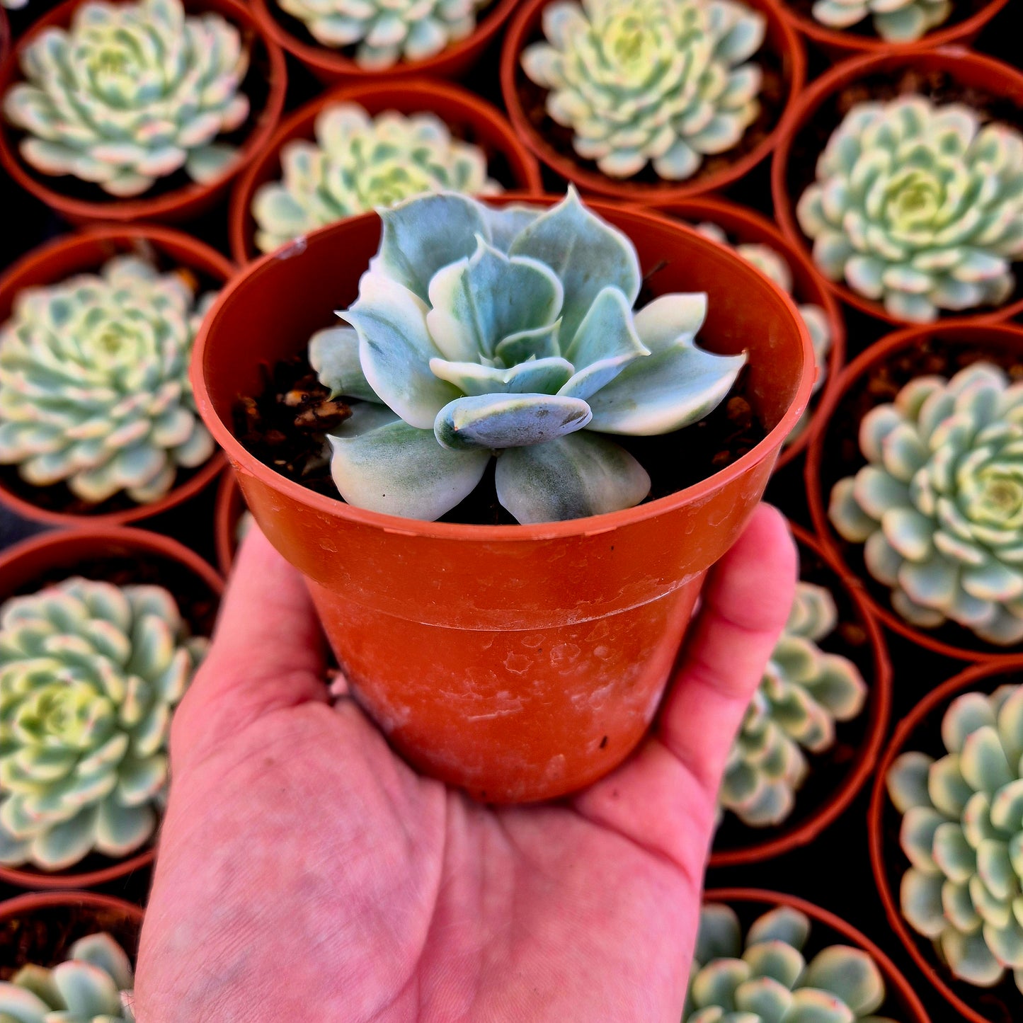 Echeveria lilacina variegada