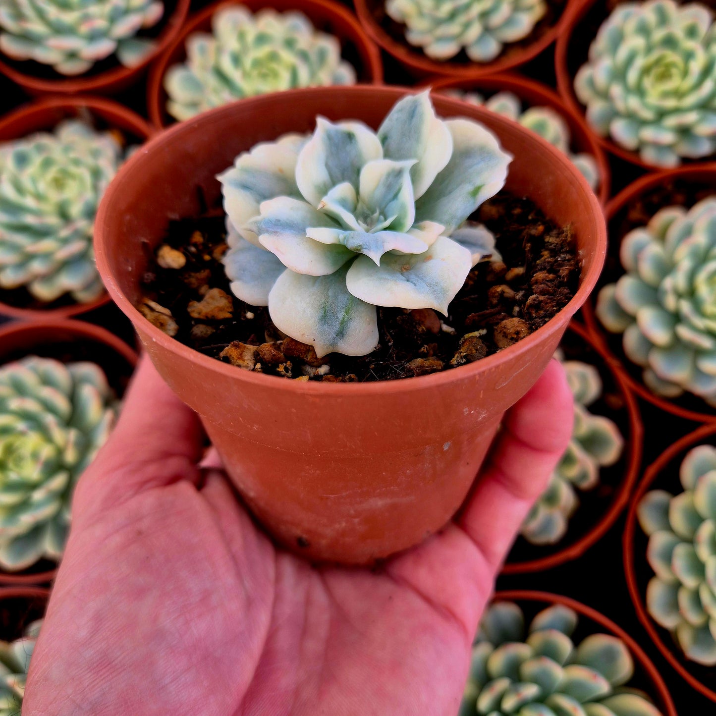 Echeveria lilacina variegada