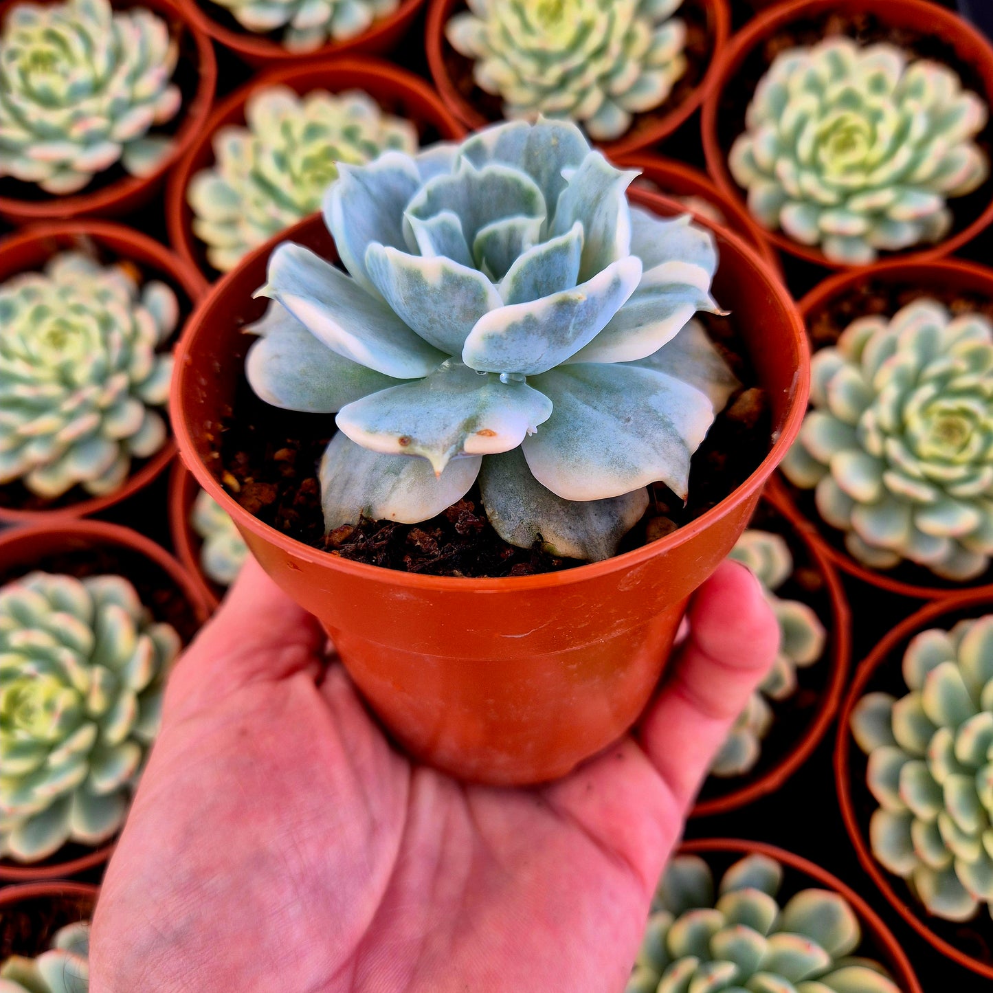 Echeveria lilacina variegada