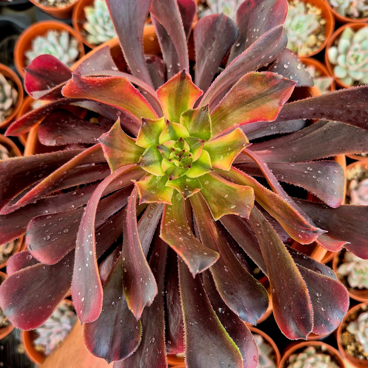 Aeonium "Zwartkin Rainbow" variegado