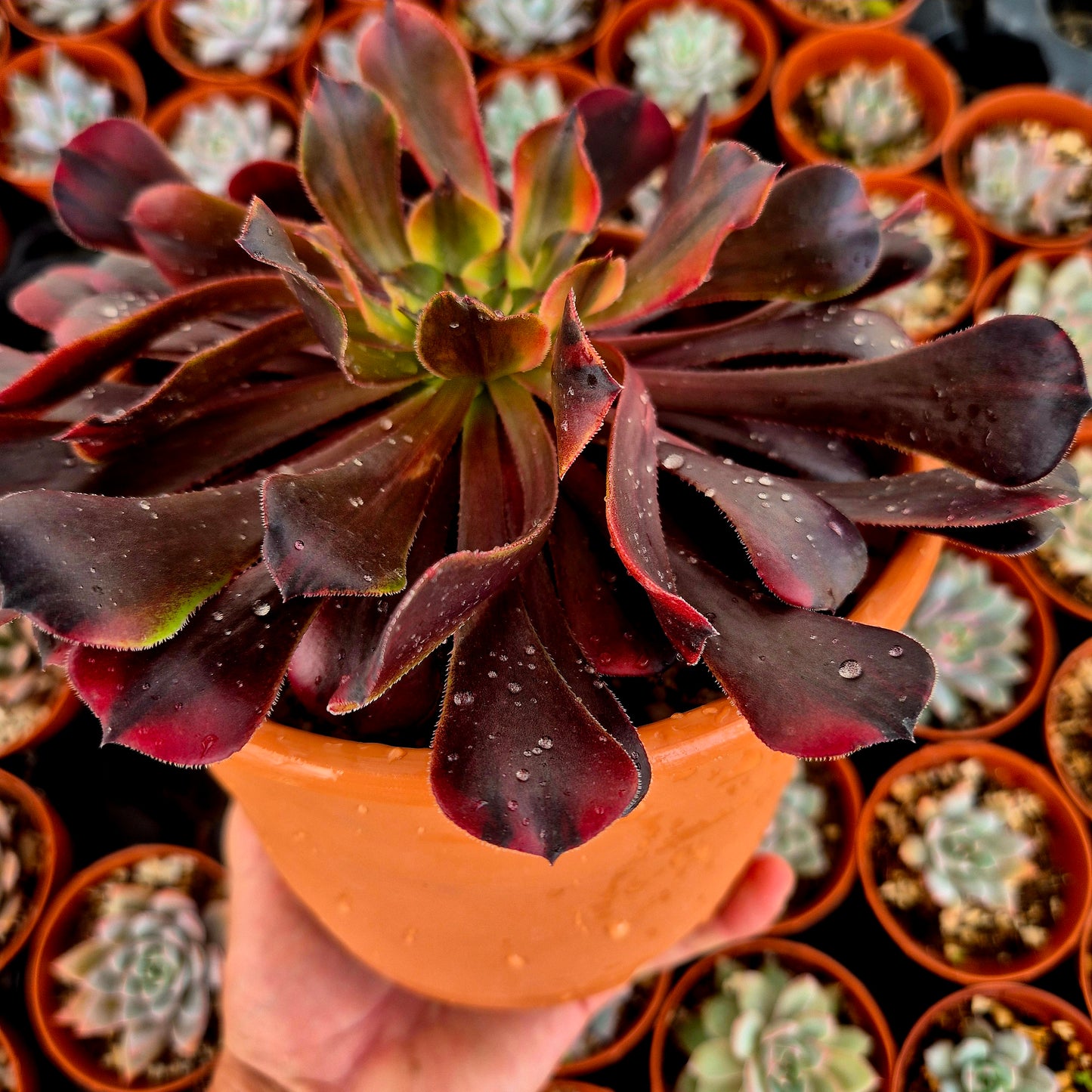 Aeonium "Zwartkin Rainbow" variegado
