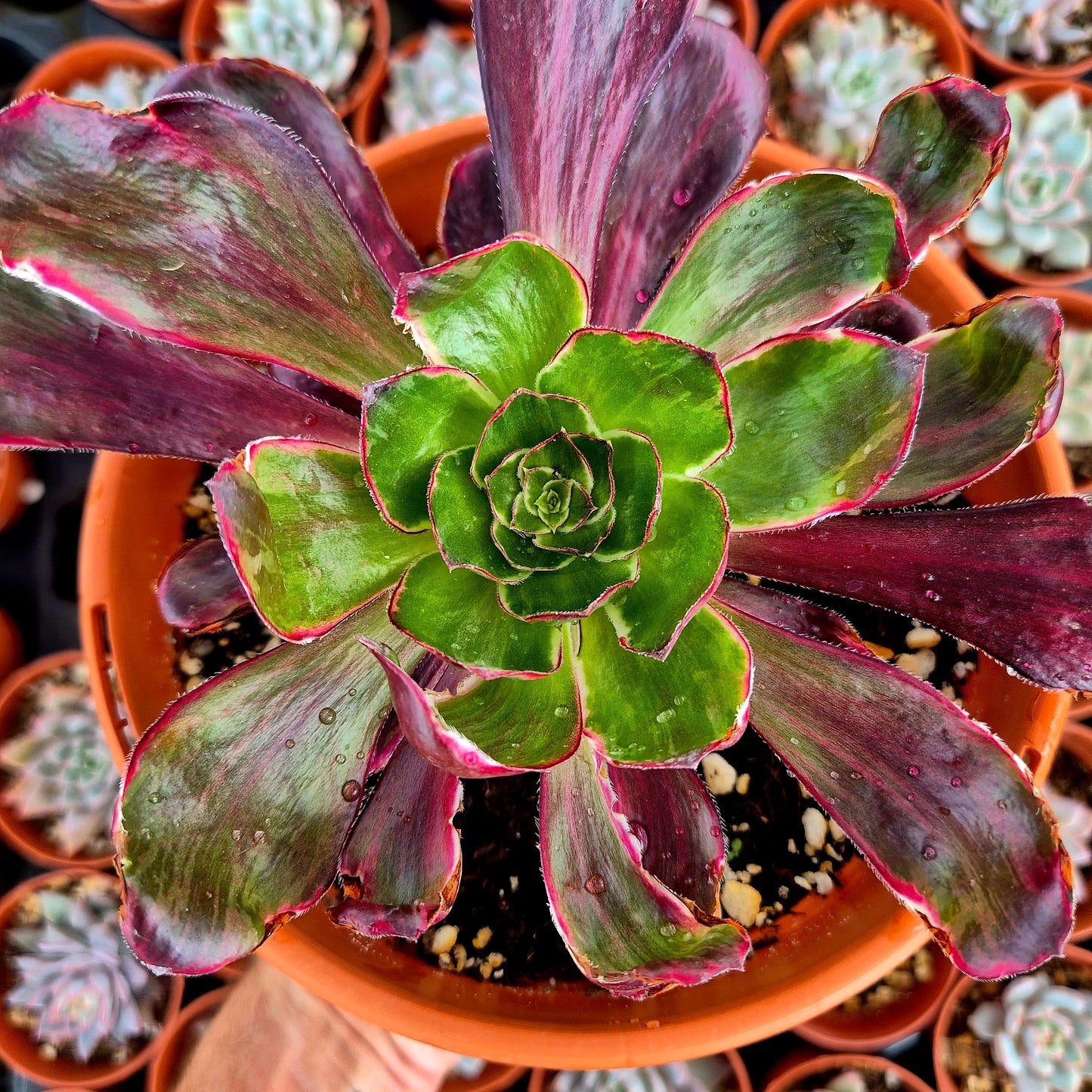 Aeonium "Voodoo Purple Flame" variegado