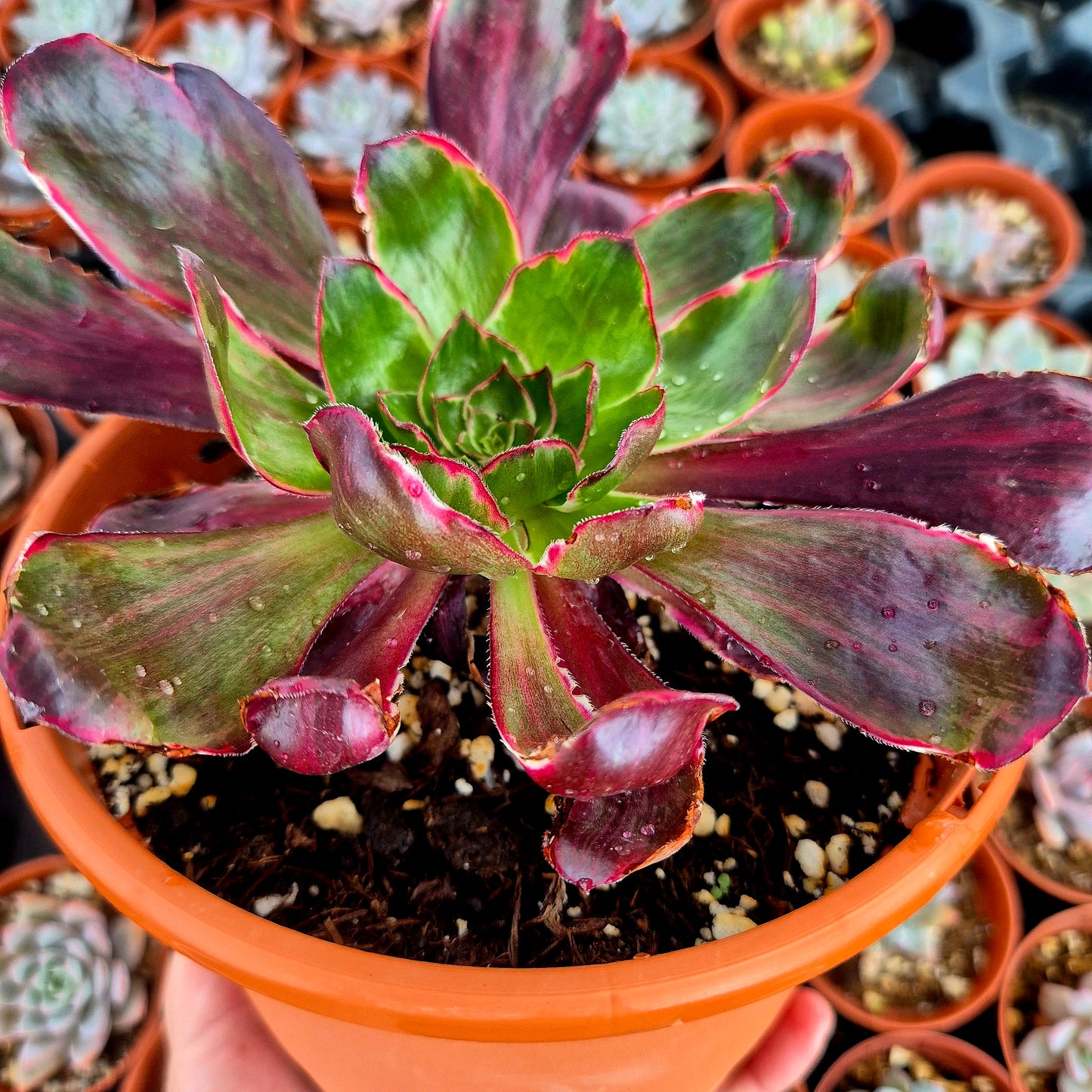 Aeonium "Voodoo Purple Flame" variegado