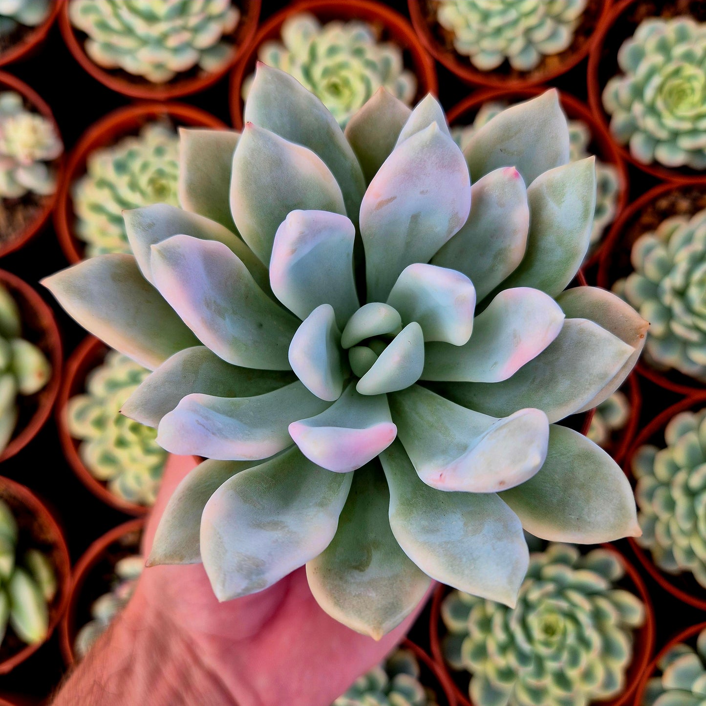 Graptoveria "Opalina" variegada