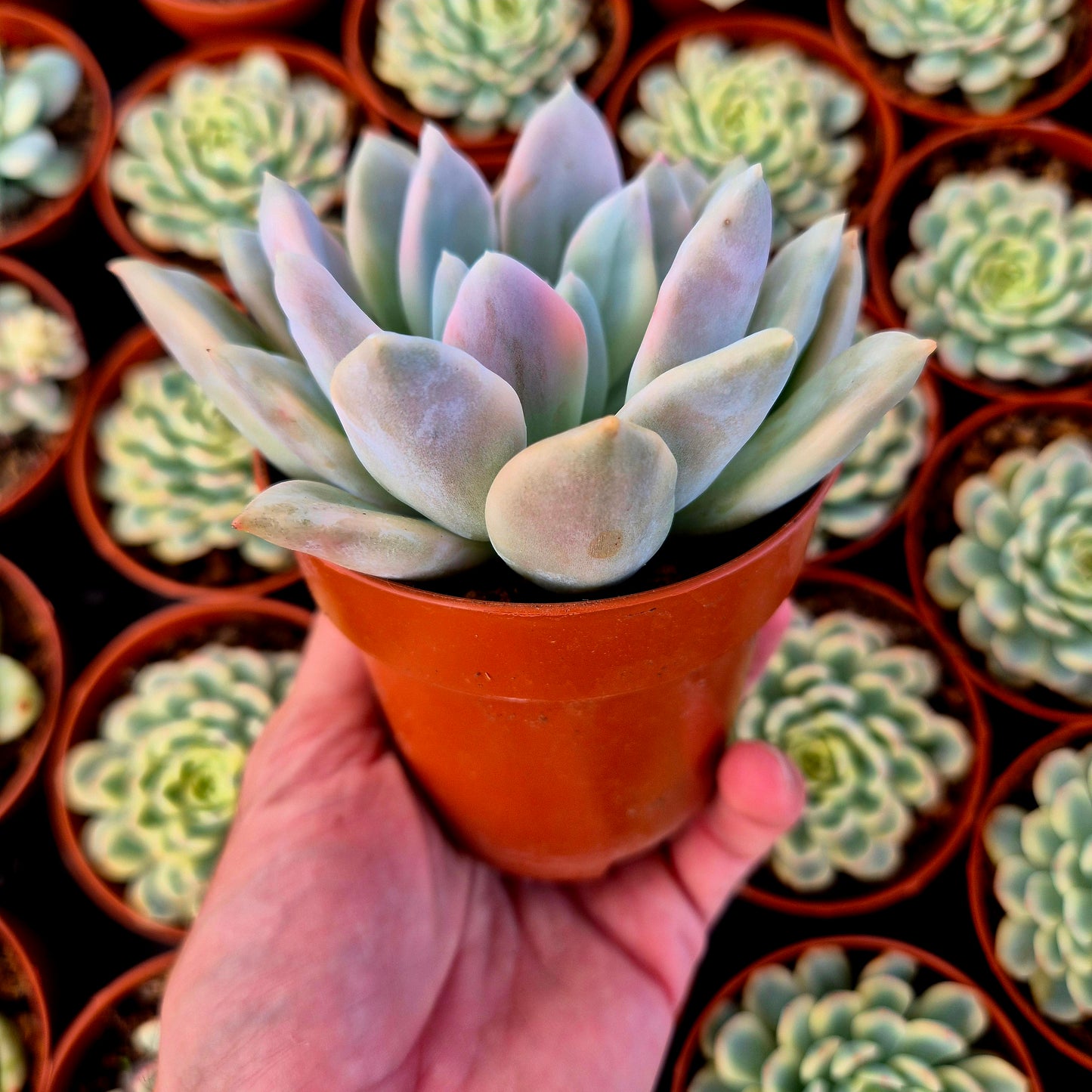 Graptoveria "Opalina" variegada