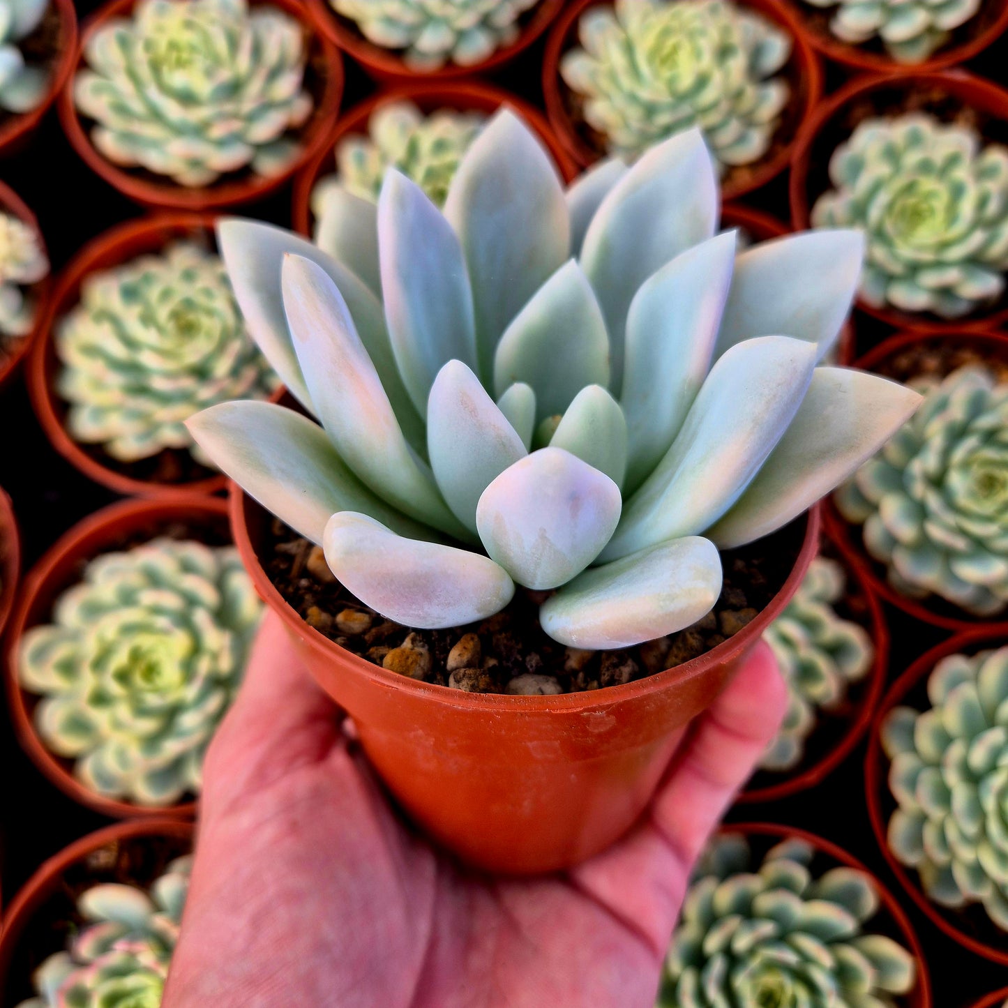 Graptoveria "Opalina" variegada