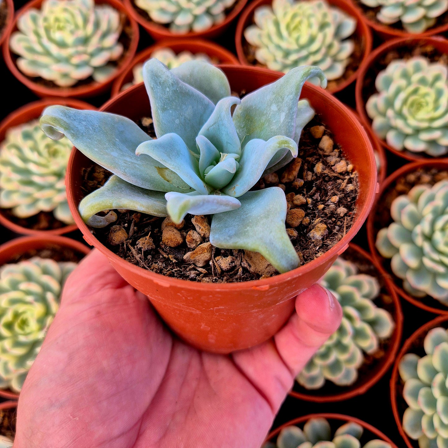 Echeveria "Queen Crown"