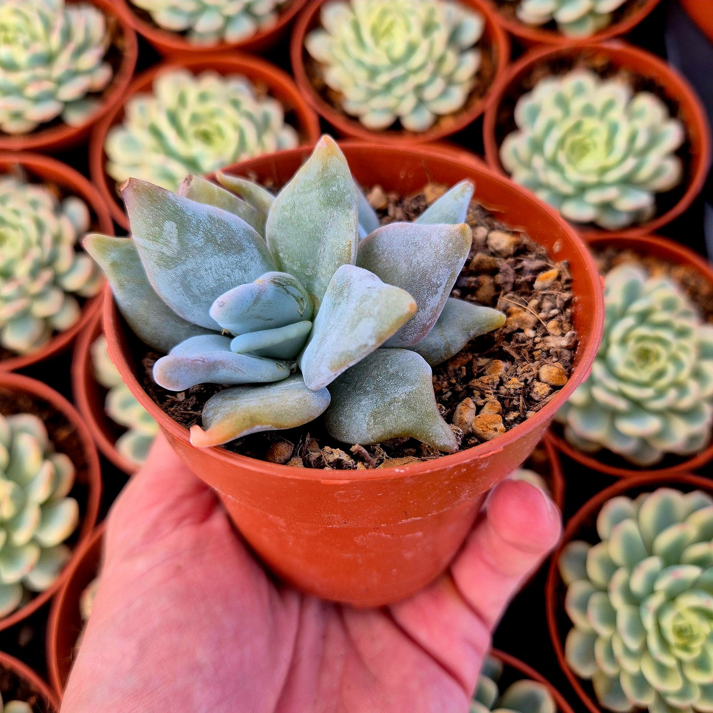 Echeveria "Queen Crown"