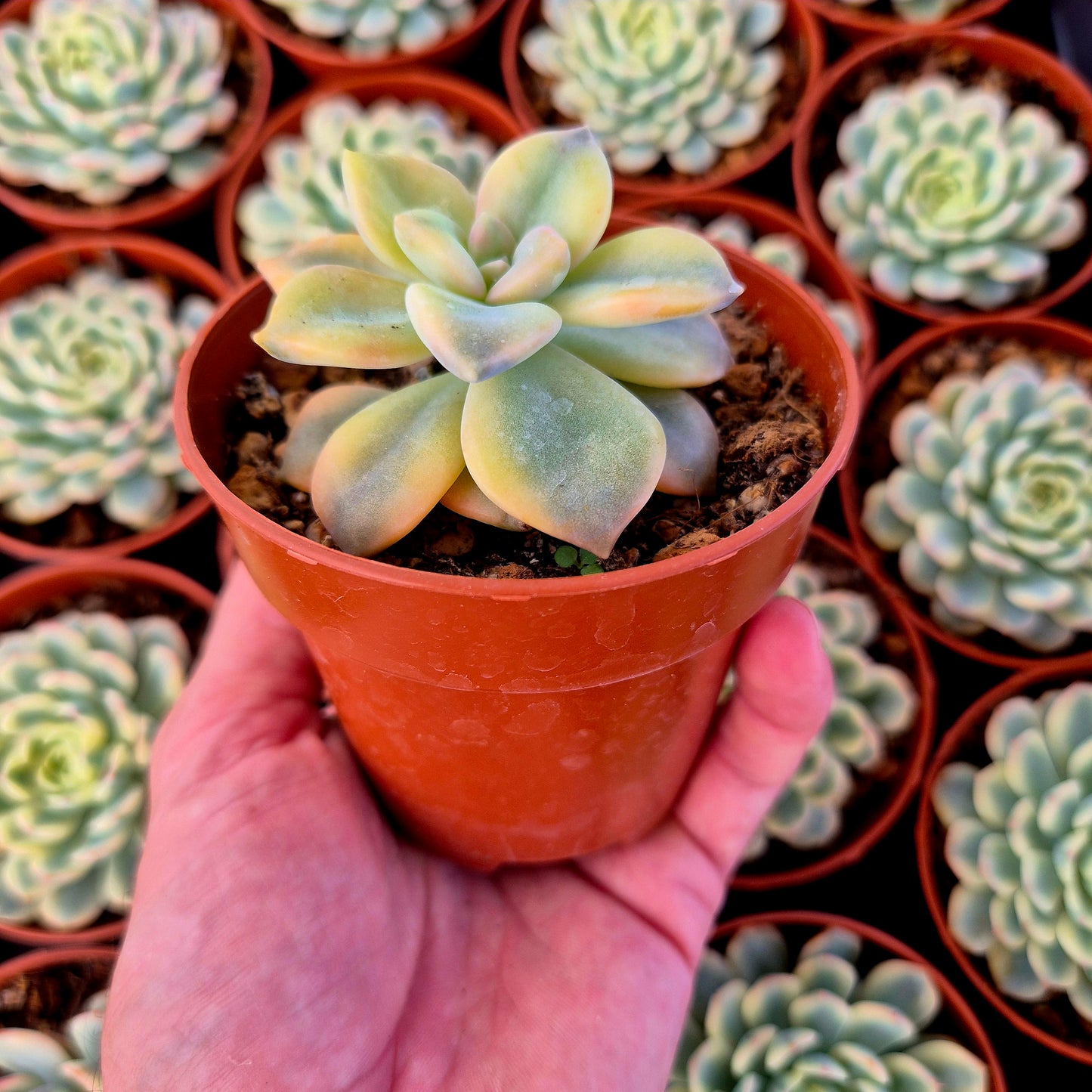 Graptopetalum "Snow White" variegado
