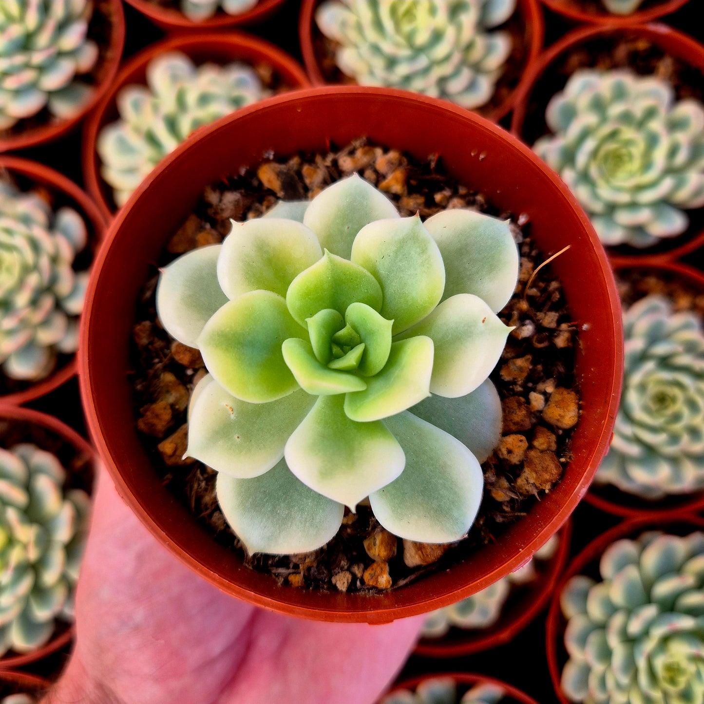Echeveria "Nicksana" variegada