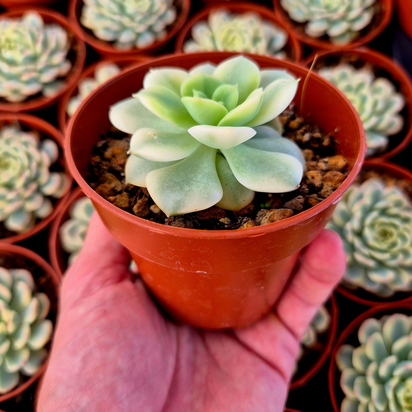 Echeveria "Nicksana" variegada